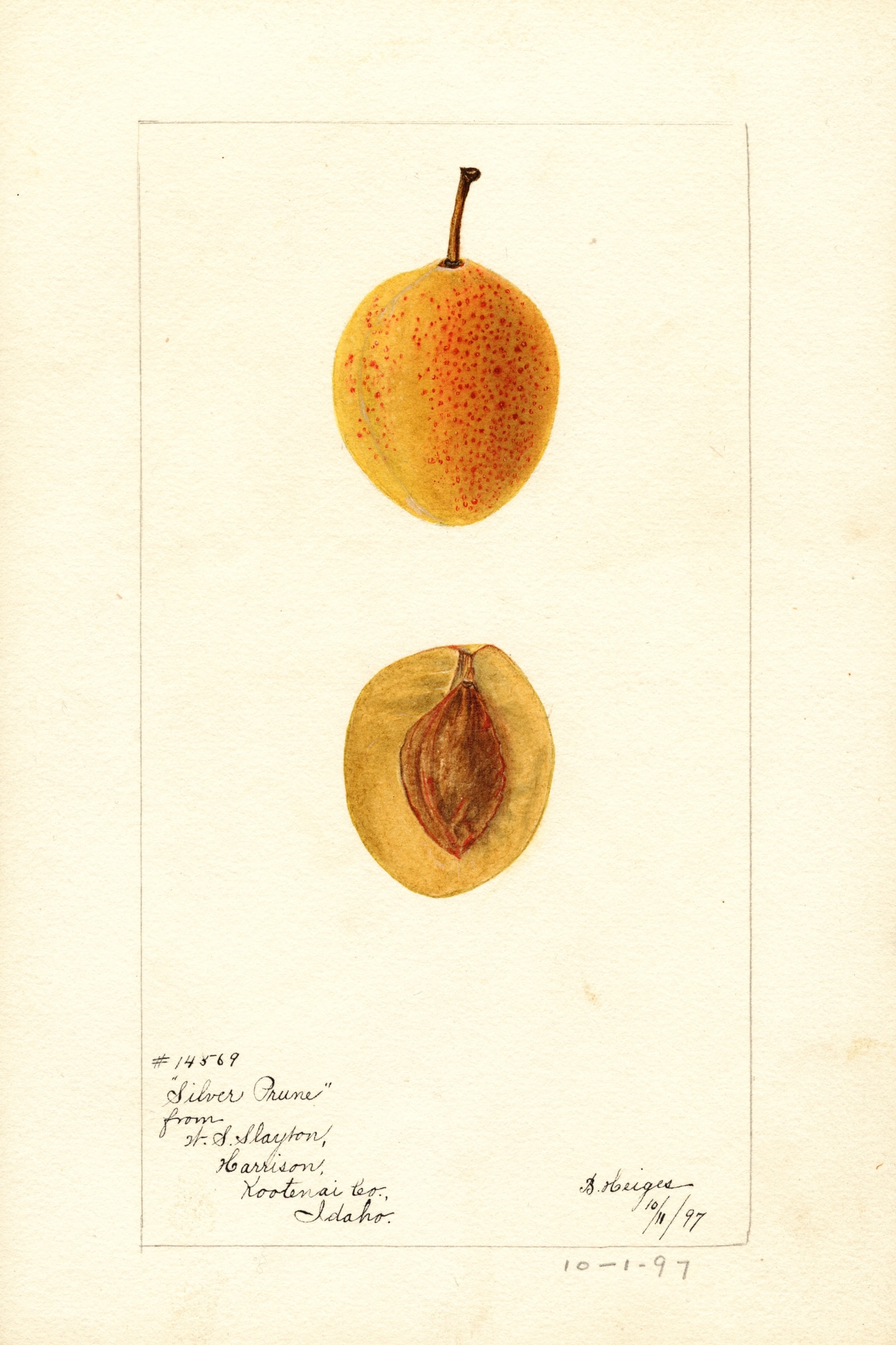 Silver Prune Plum