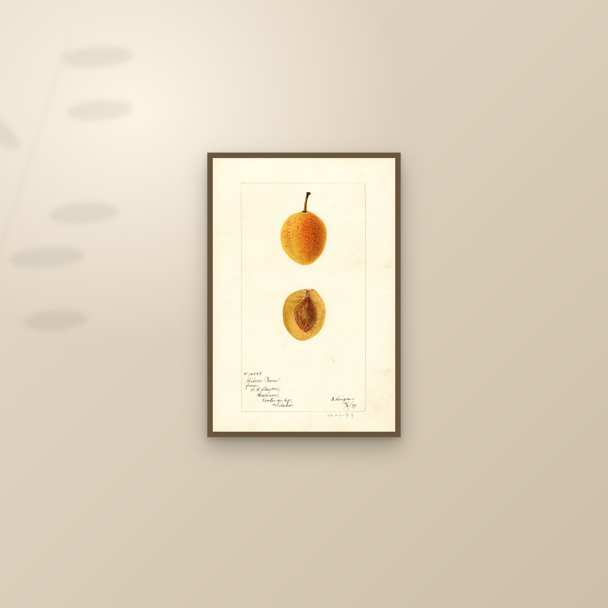 Silver Prune Plum — framed and styled on a sunlit wall