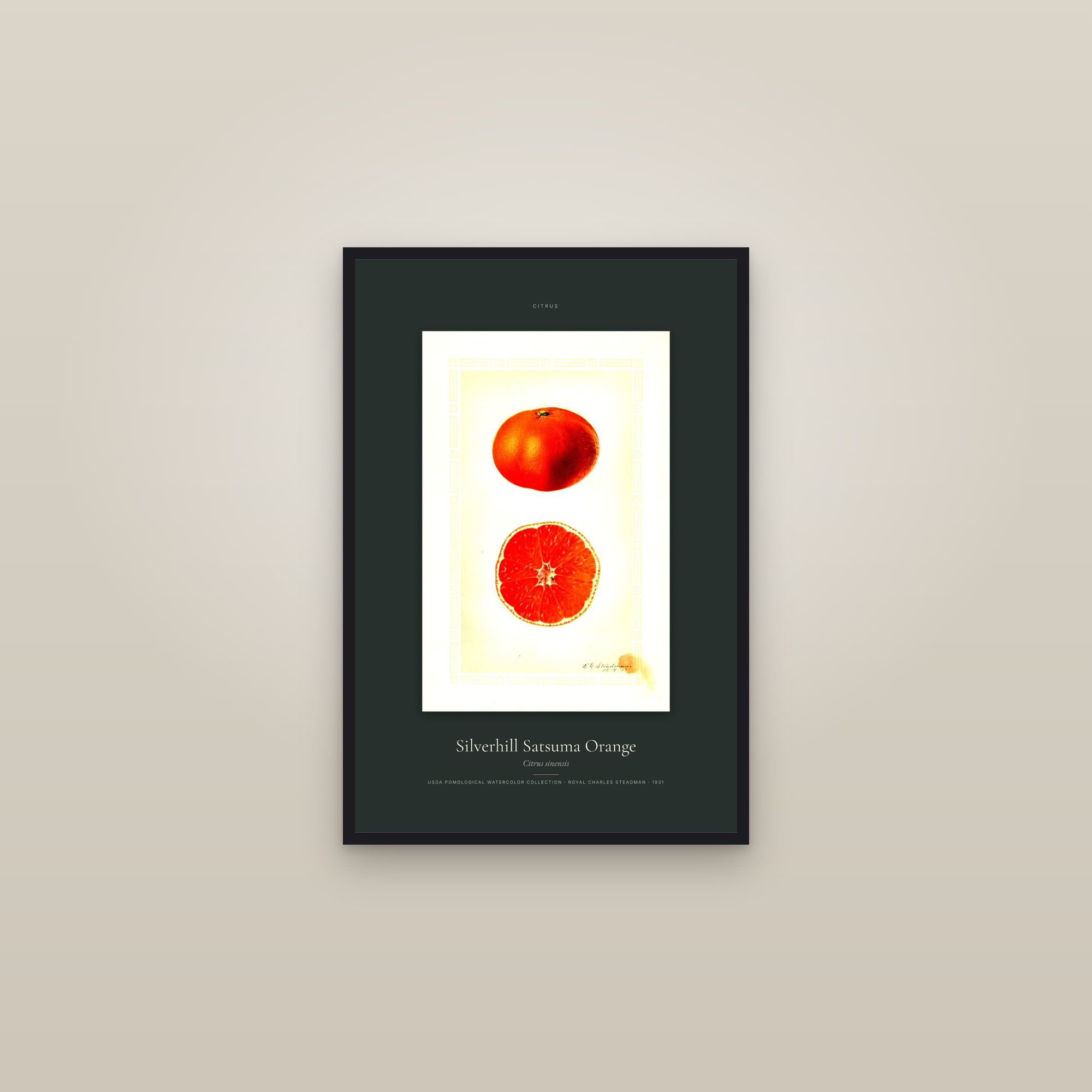 Silverhill Satsuma Orange — Specimen — framed in a gallery setting