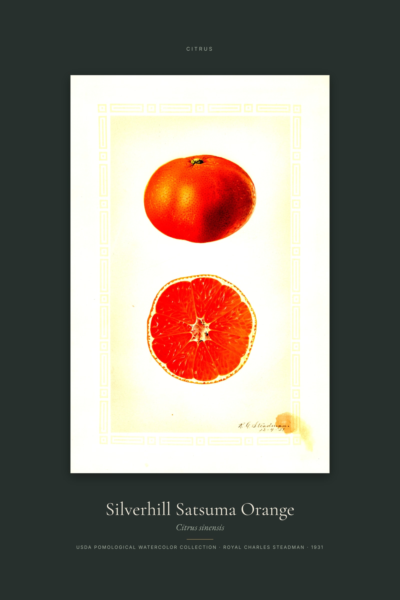 Silverhill Satsuma Orange — Specimen