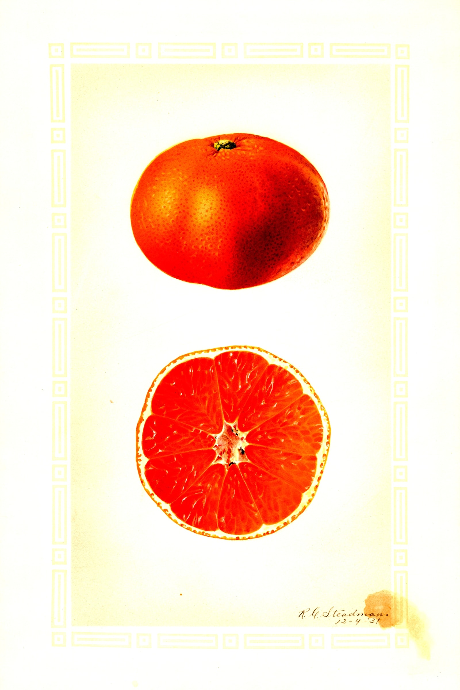 Silverhill Satsuma Orange