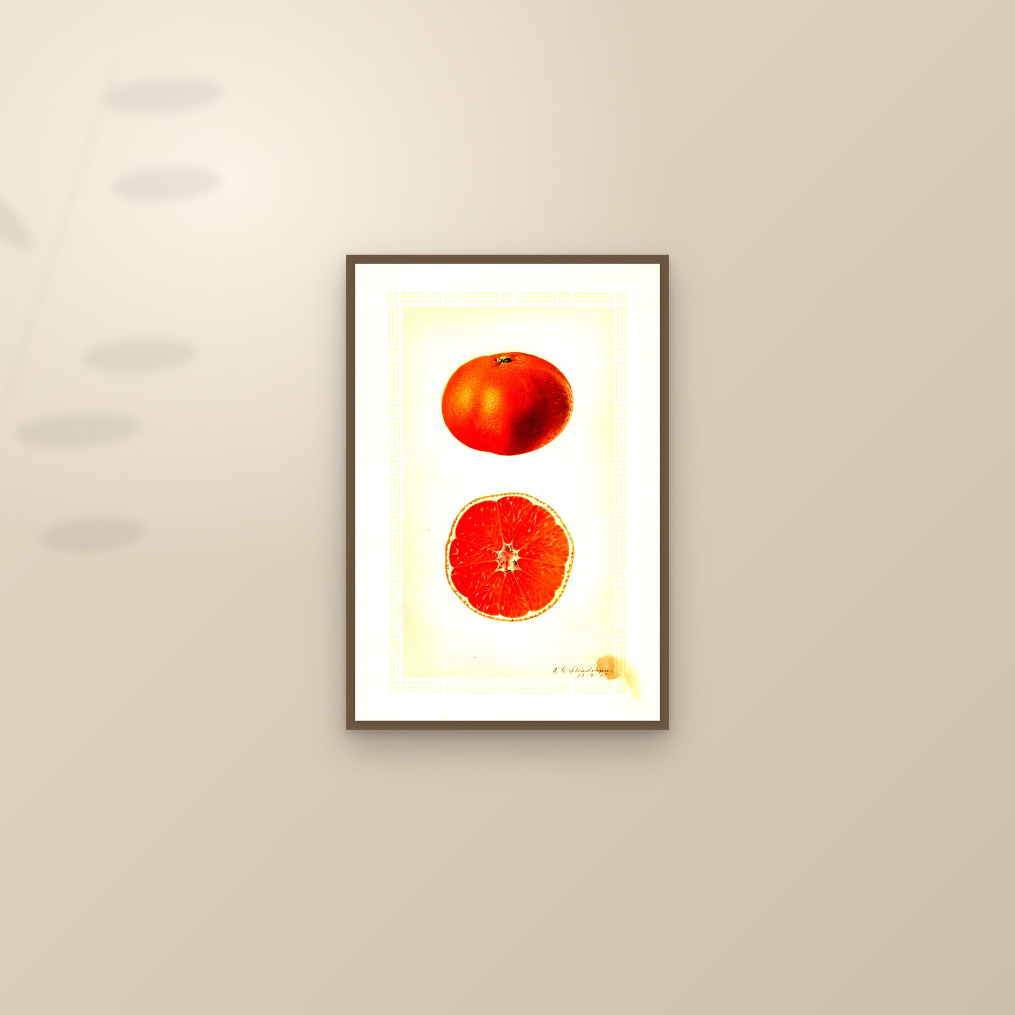 Silverhill Satsuma Orange — framed and styled on a sunlit wall