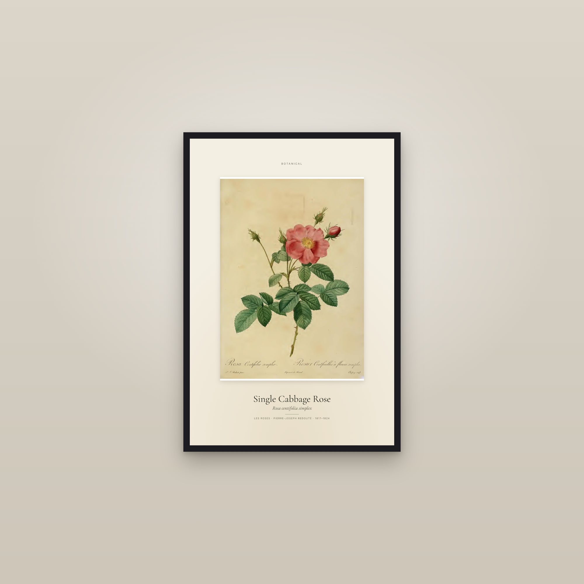 Single Cabbage Rose — Specimen — framed in a gallery setting