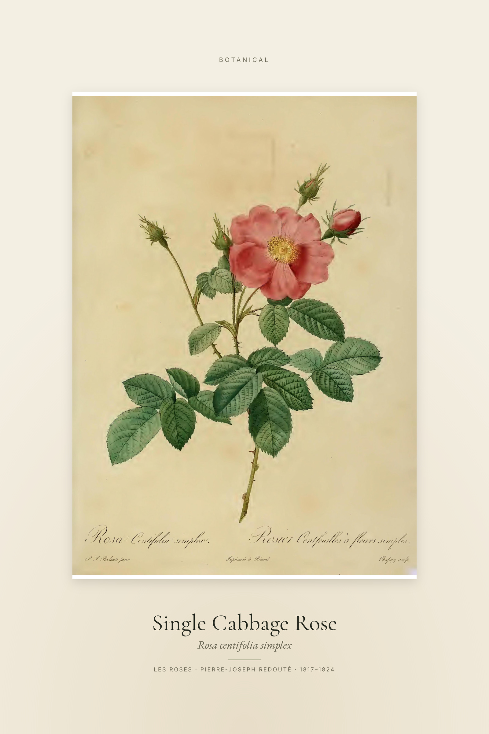 Single Cabbage Rose — Specimen