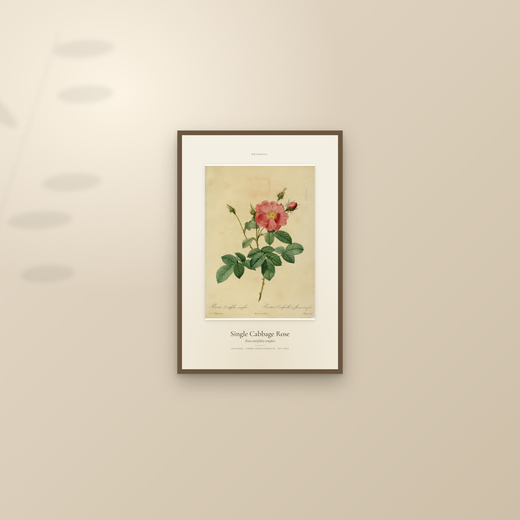 Single Cabbage Rose — Specimen — framed and styled on a sunlit wall