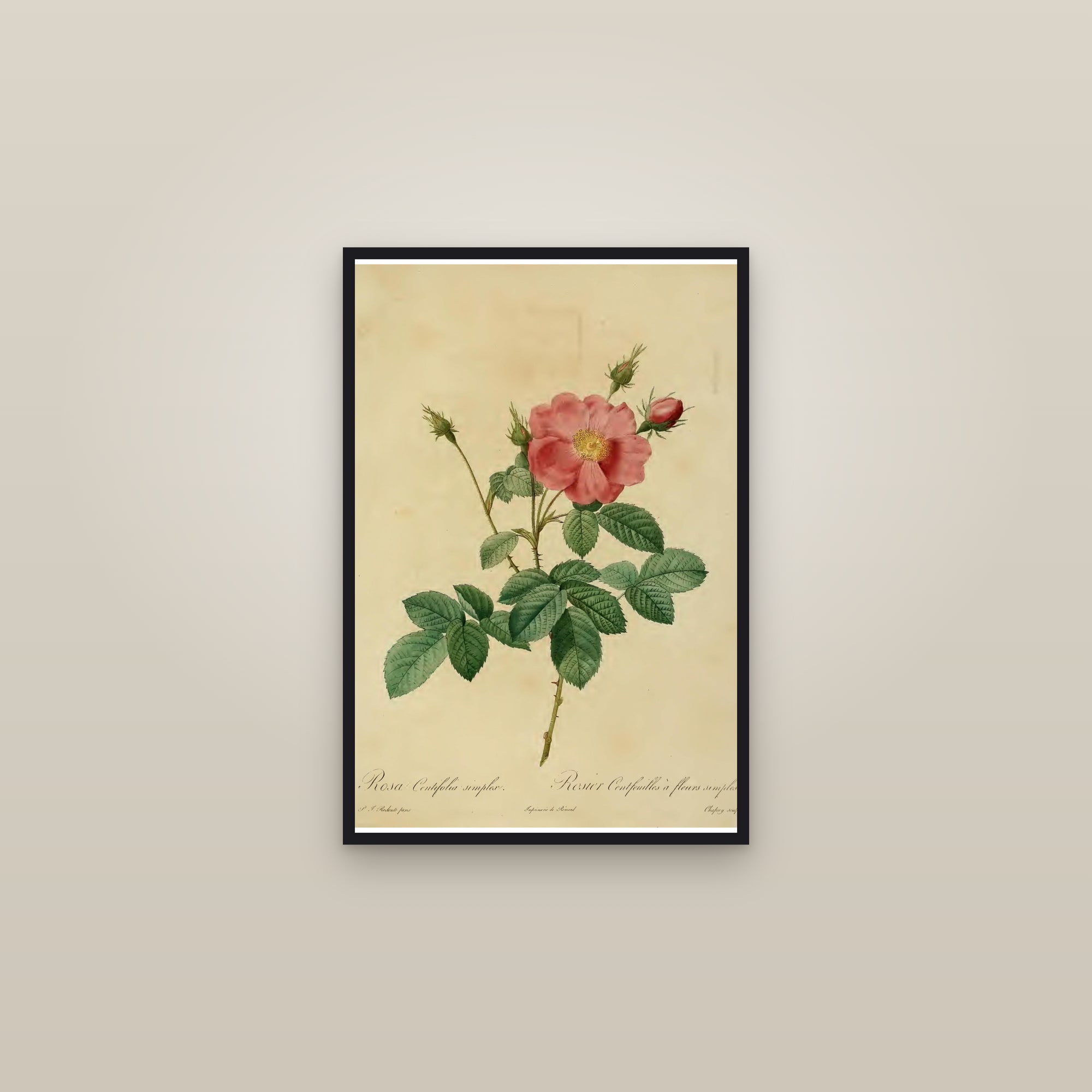 Single Cabbage Rose — framed in a gallery setting