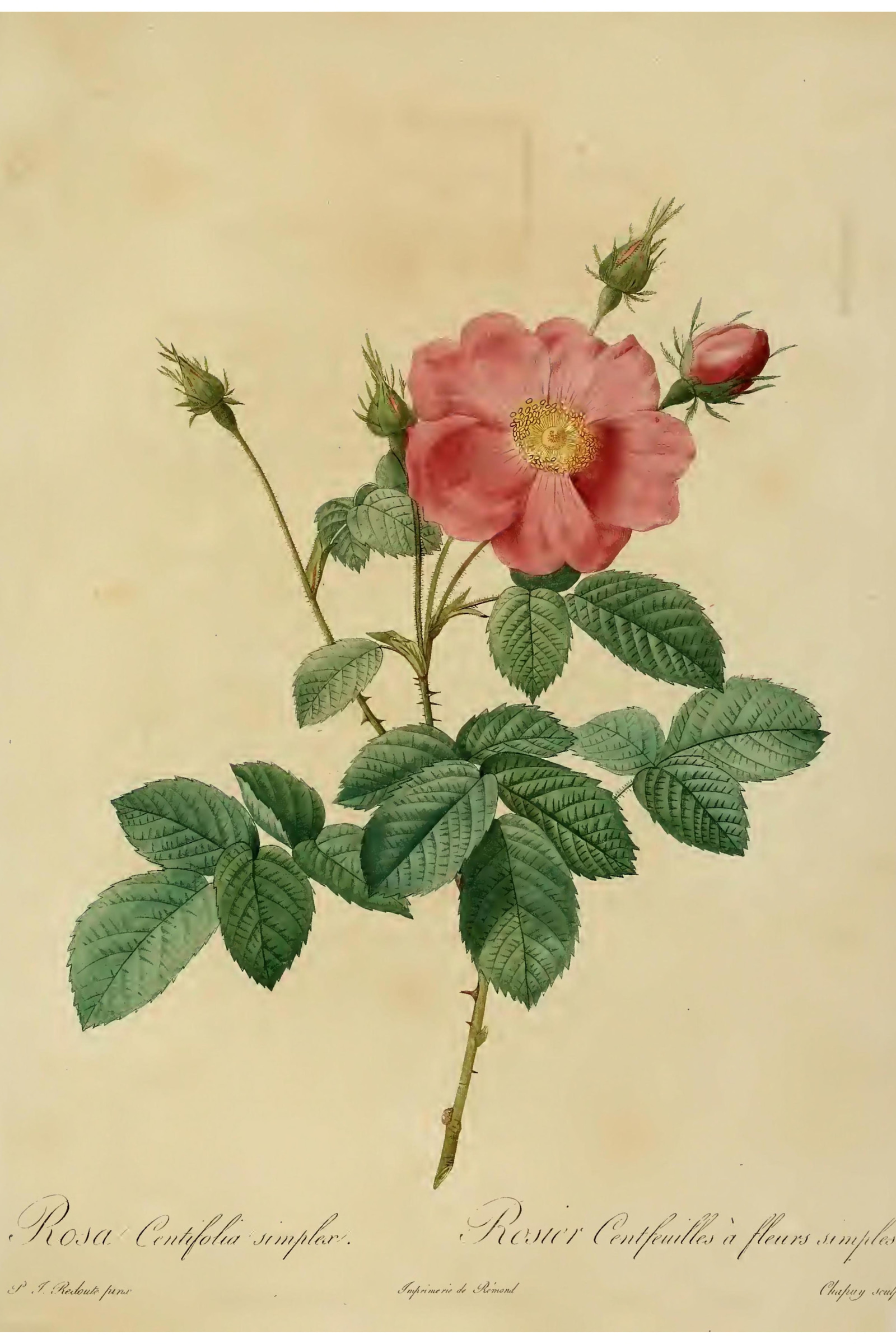 Single Cabbage Rose
