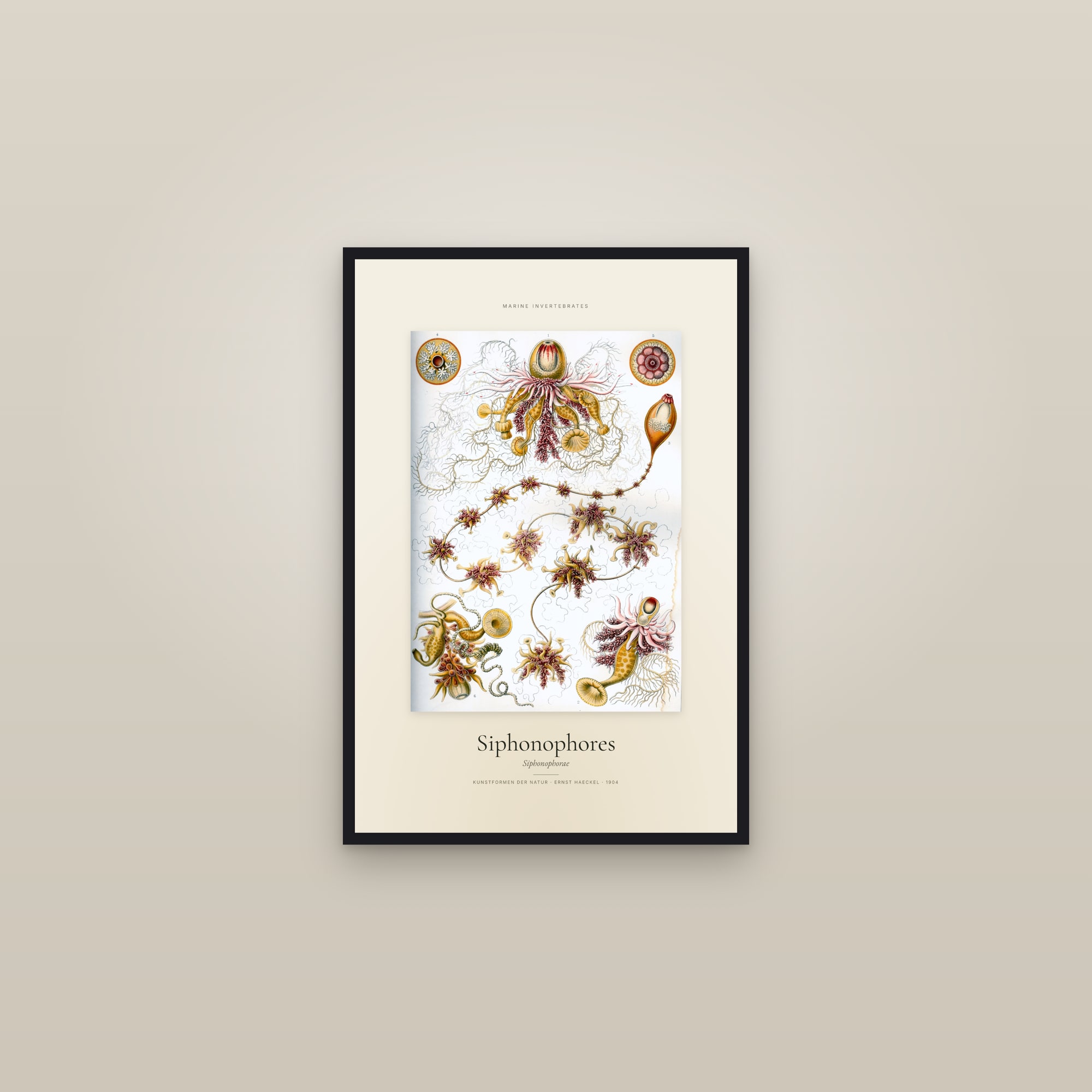 Siphonophores — Specimen — framed in a gallery setting
