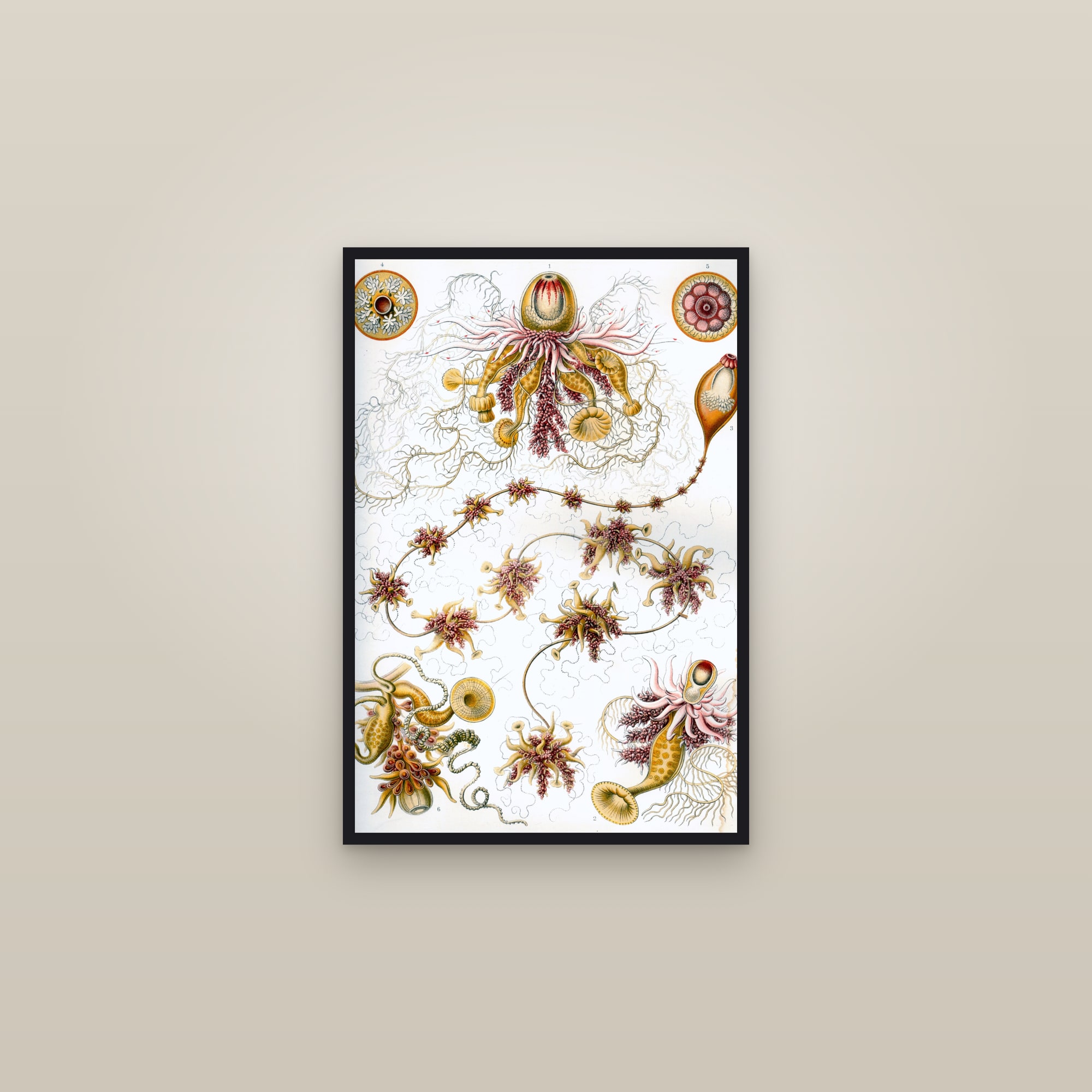 Siphonophores — framed in a gallery setting