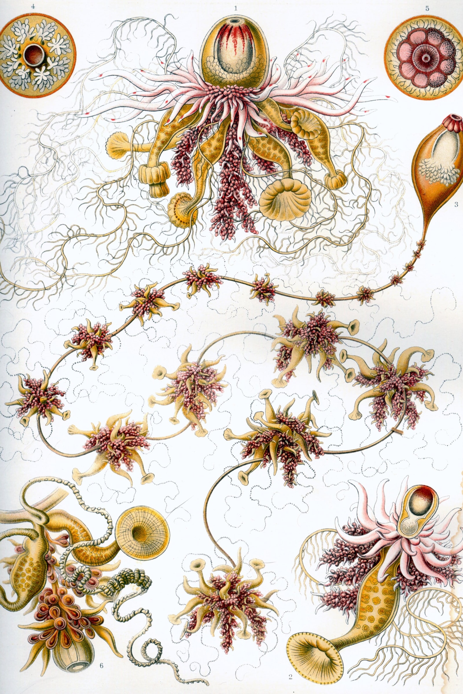 Siphonophores