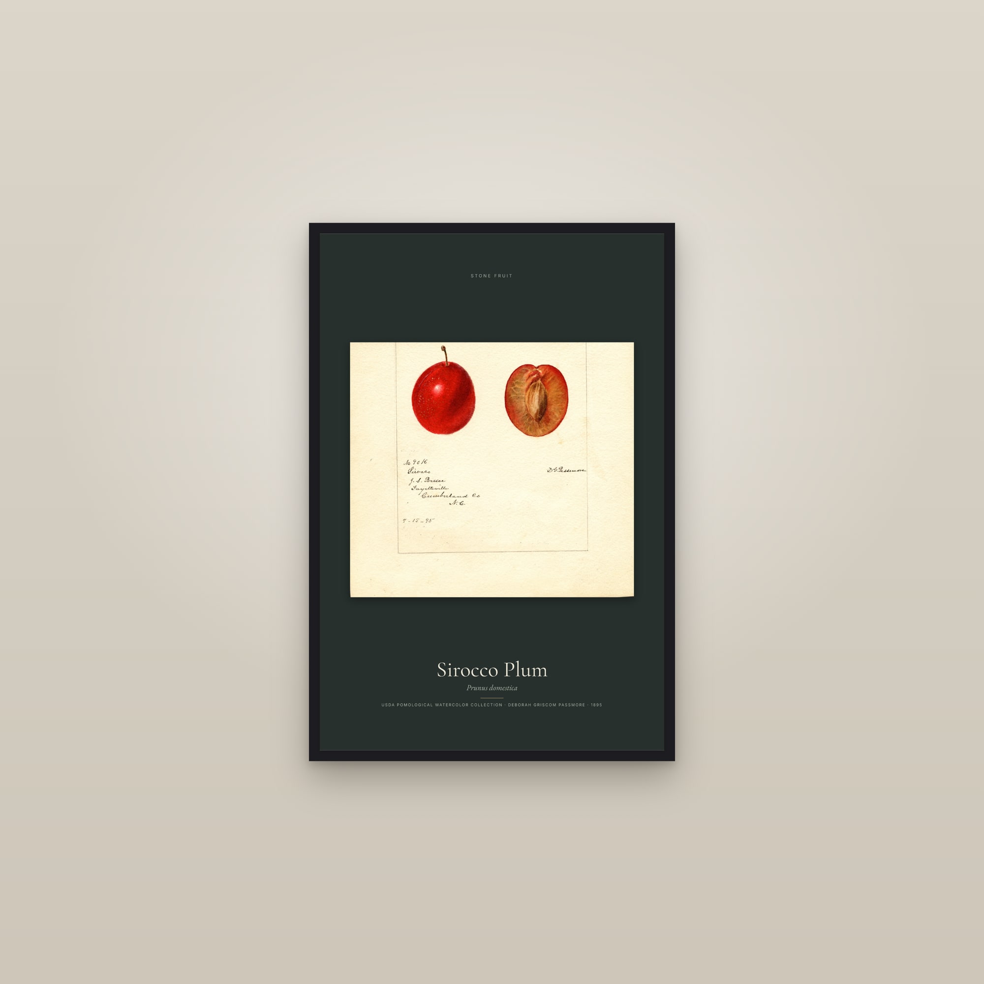Sirocco Plum — framed in a gallery setting