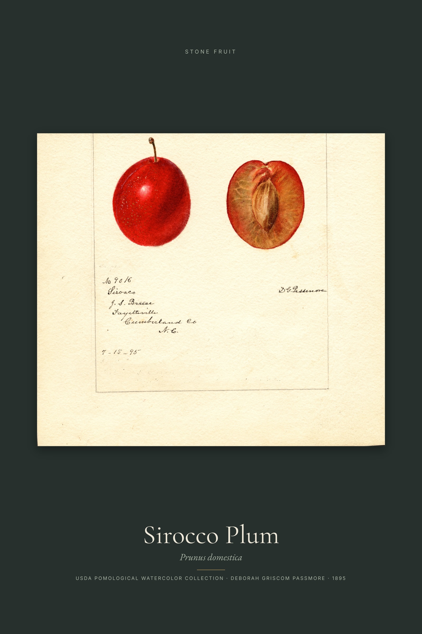 Sirocco Plum