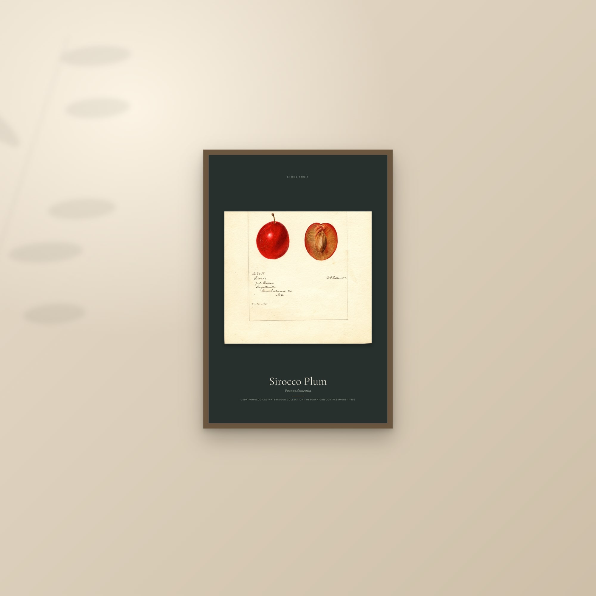 Sirocco Plum — framed and styled on a sunlit wall