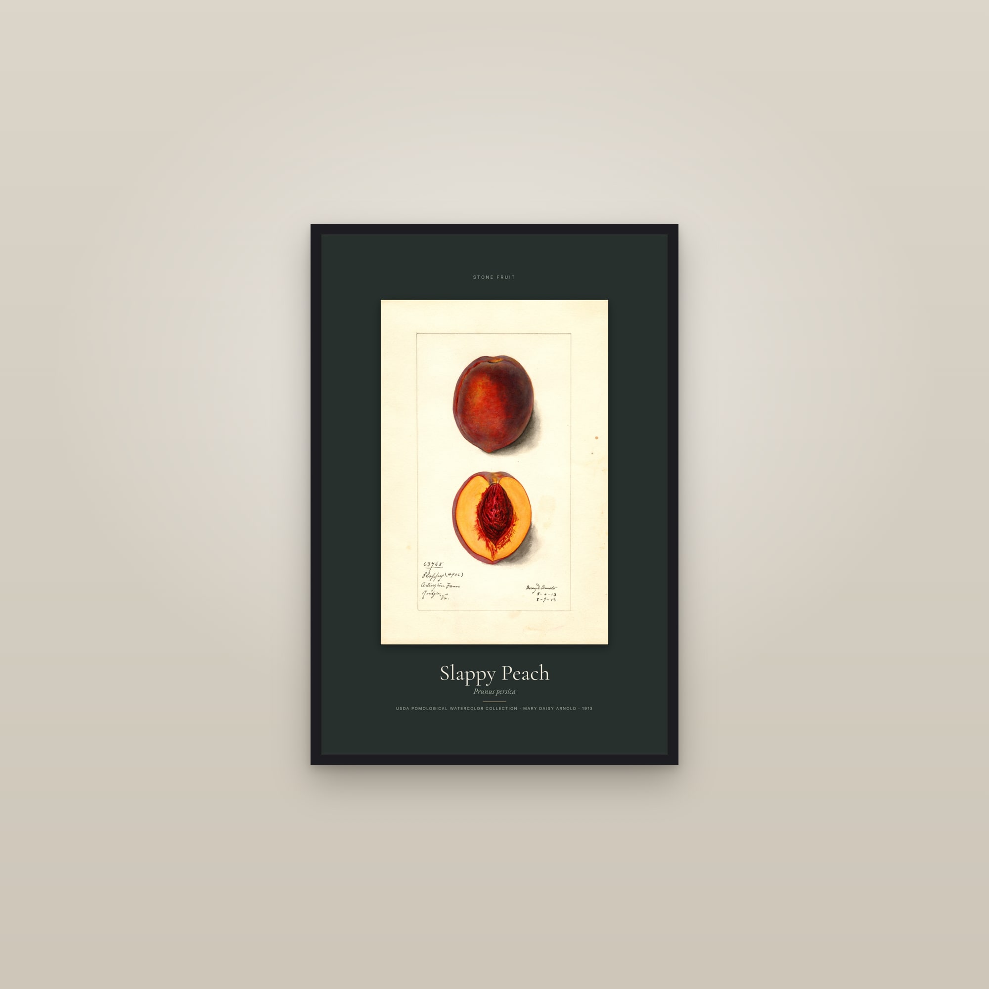 Slappy Peach — Specimen — framed in a gallery setting