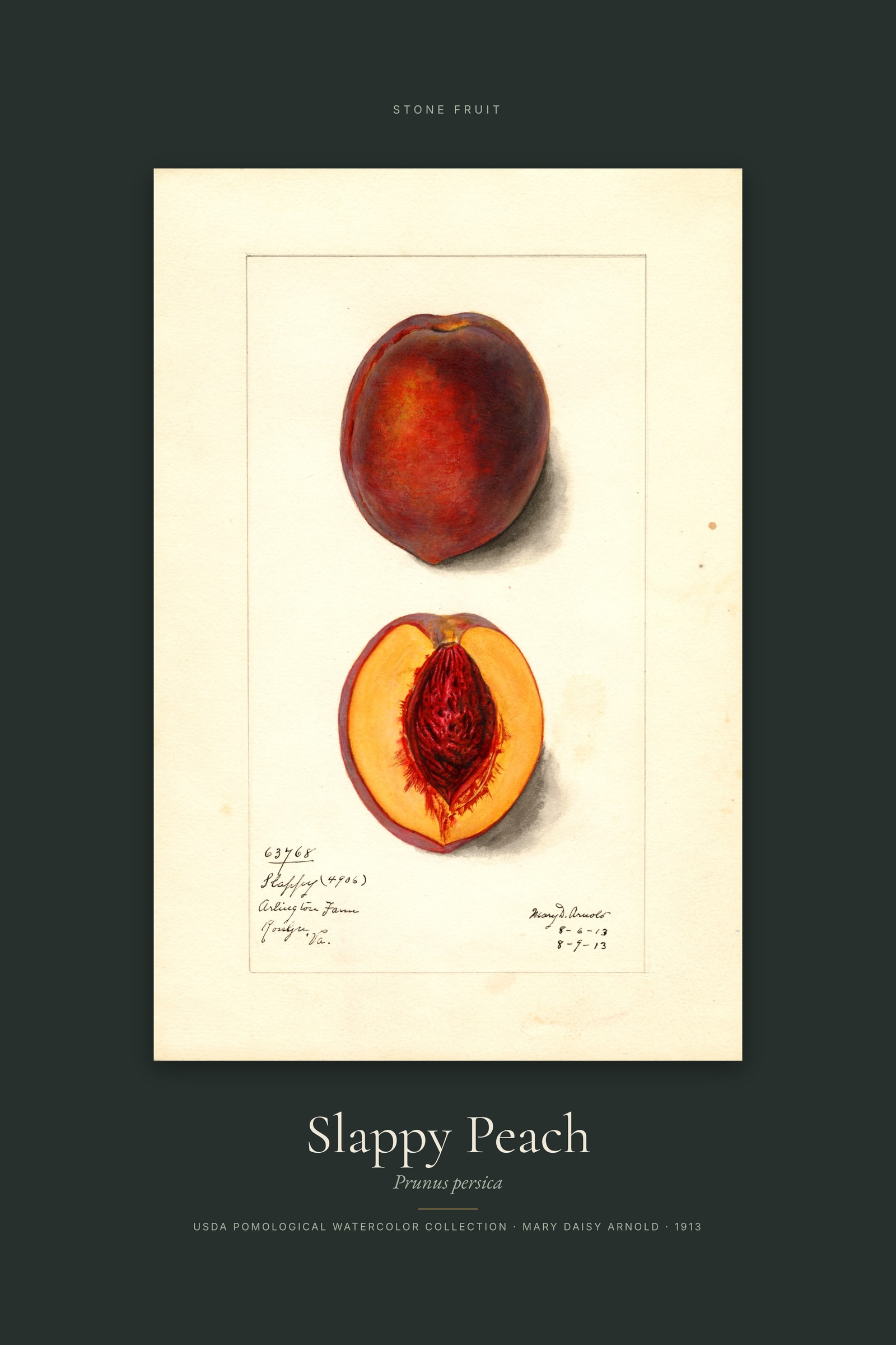 Slappy Peach — Specimen