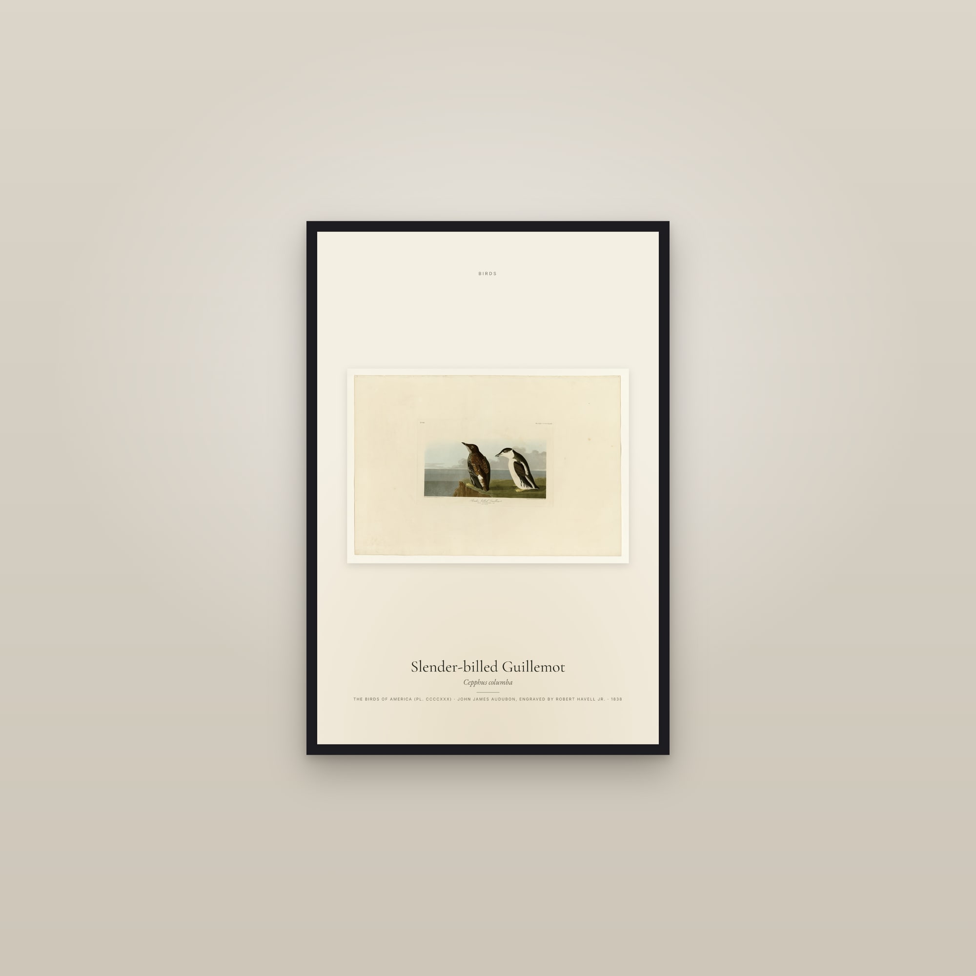 Slender-billed Guillemot — framed in a gallery setting