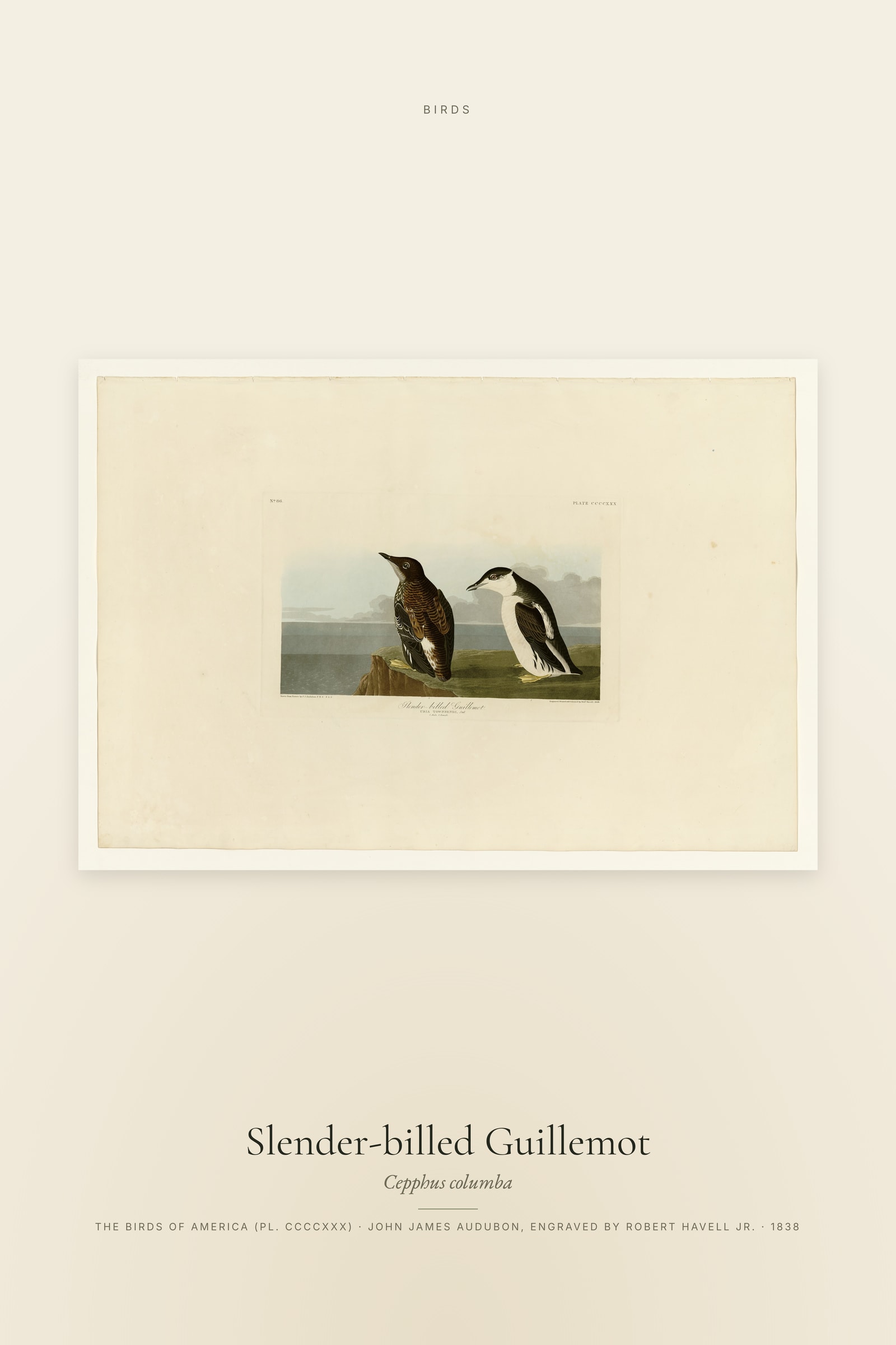 Slender-billed Guillemot