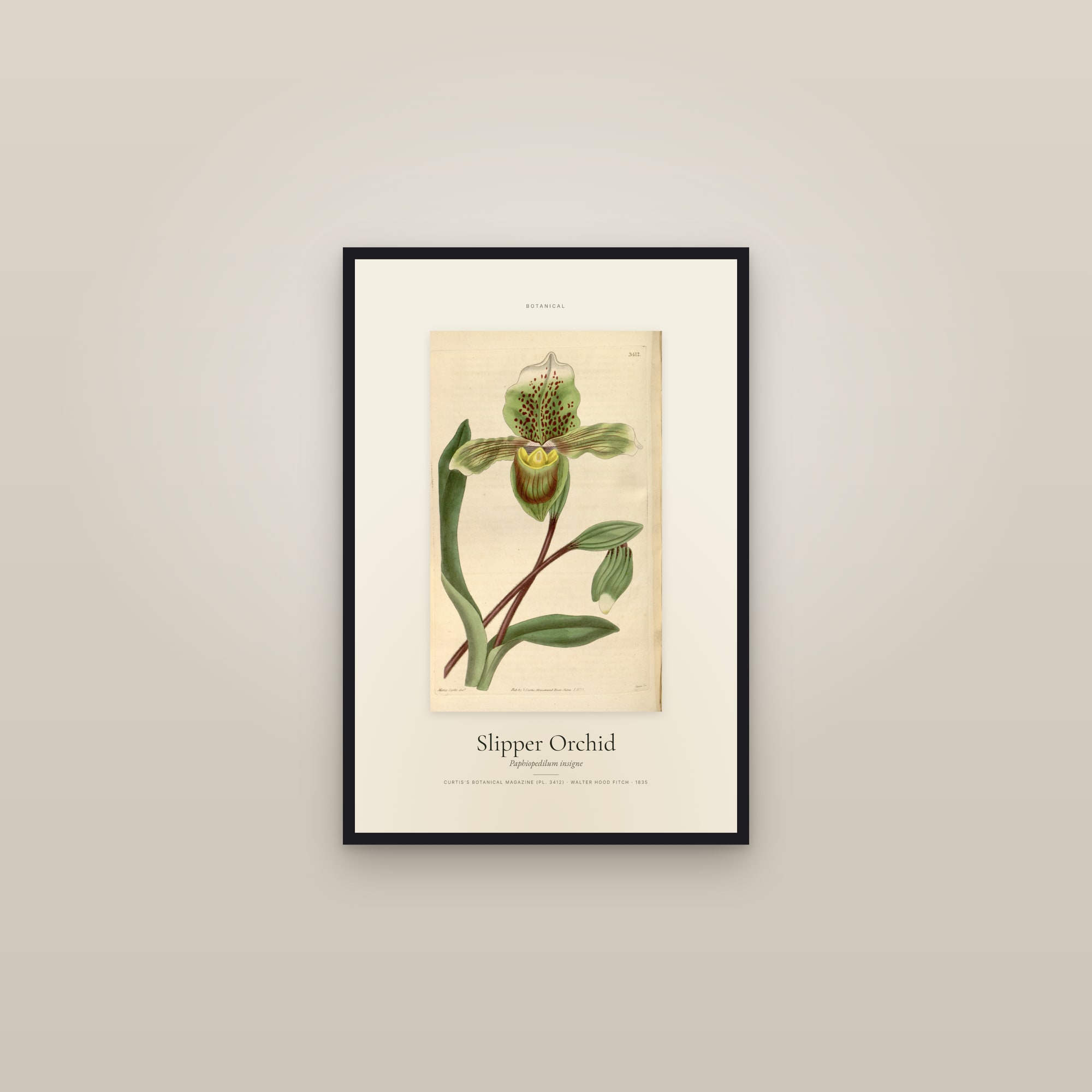 Slipper Orchid — Specimen — framed in a gallery setting