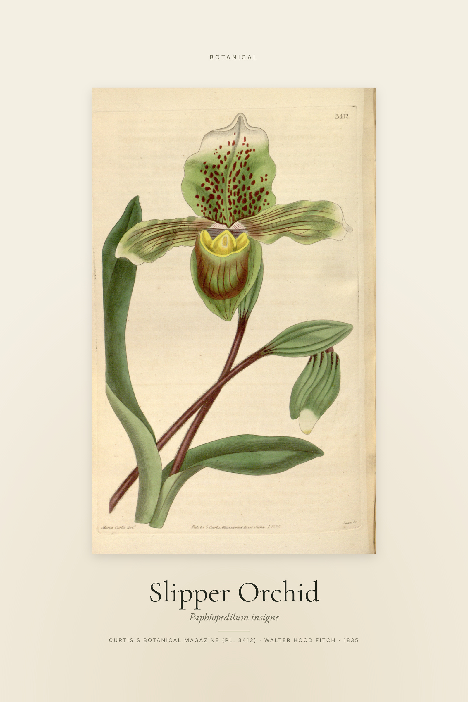 Slipper Orchid — Specimen