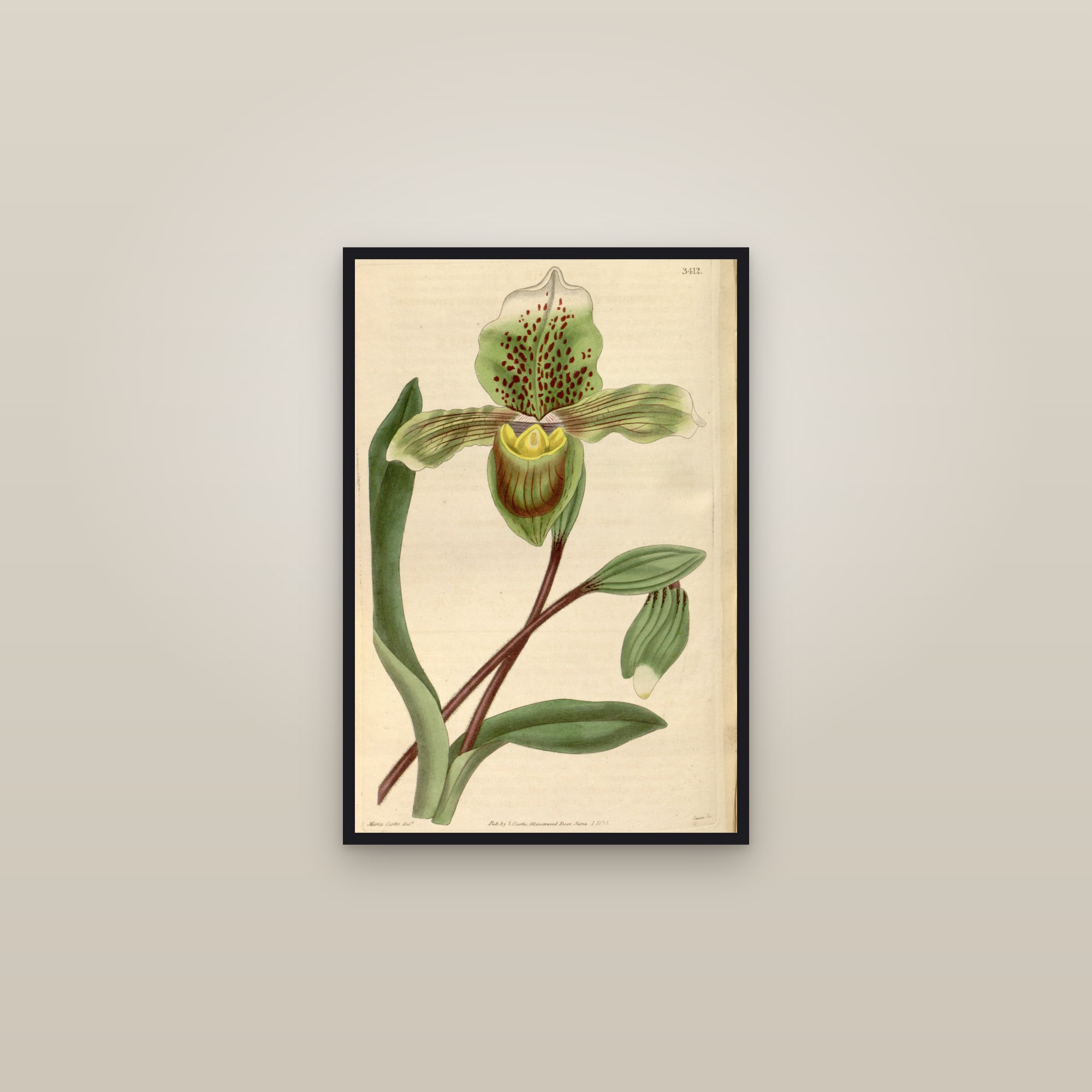 Slipper Orchid — framed in a gallery setting