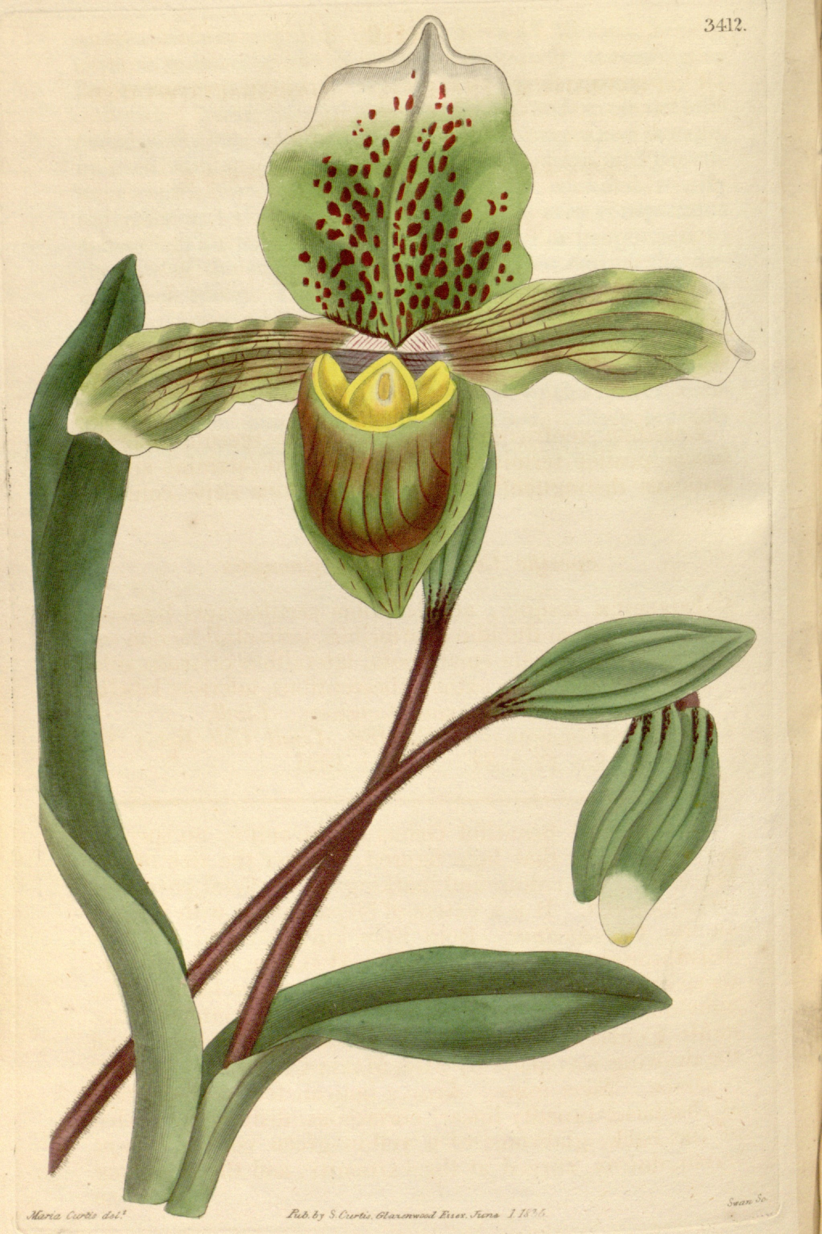Slipper Orchid