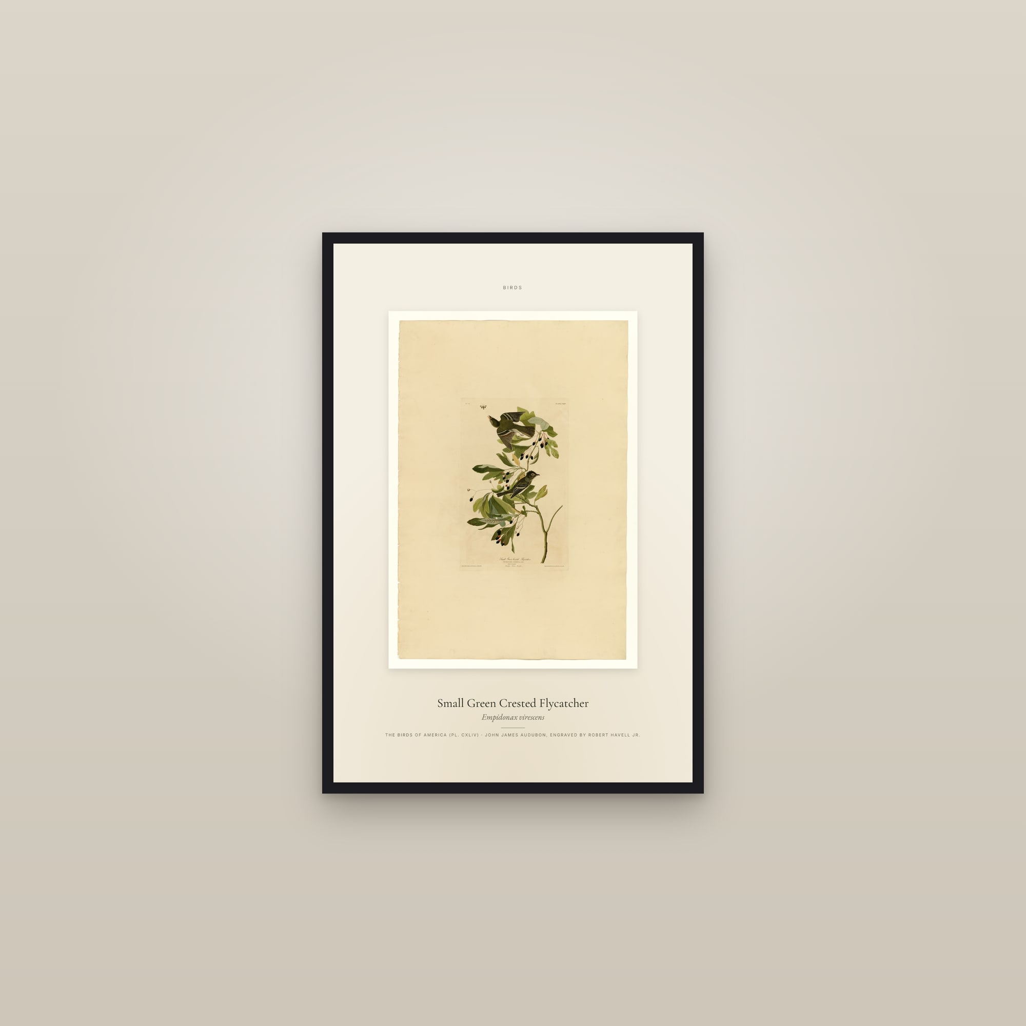 Small Green Crested Flycatcher — Specimen — framed in a gallery setting