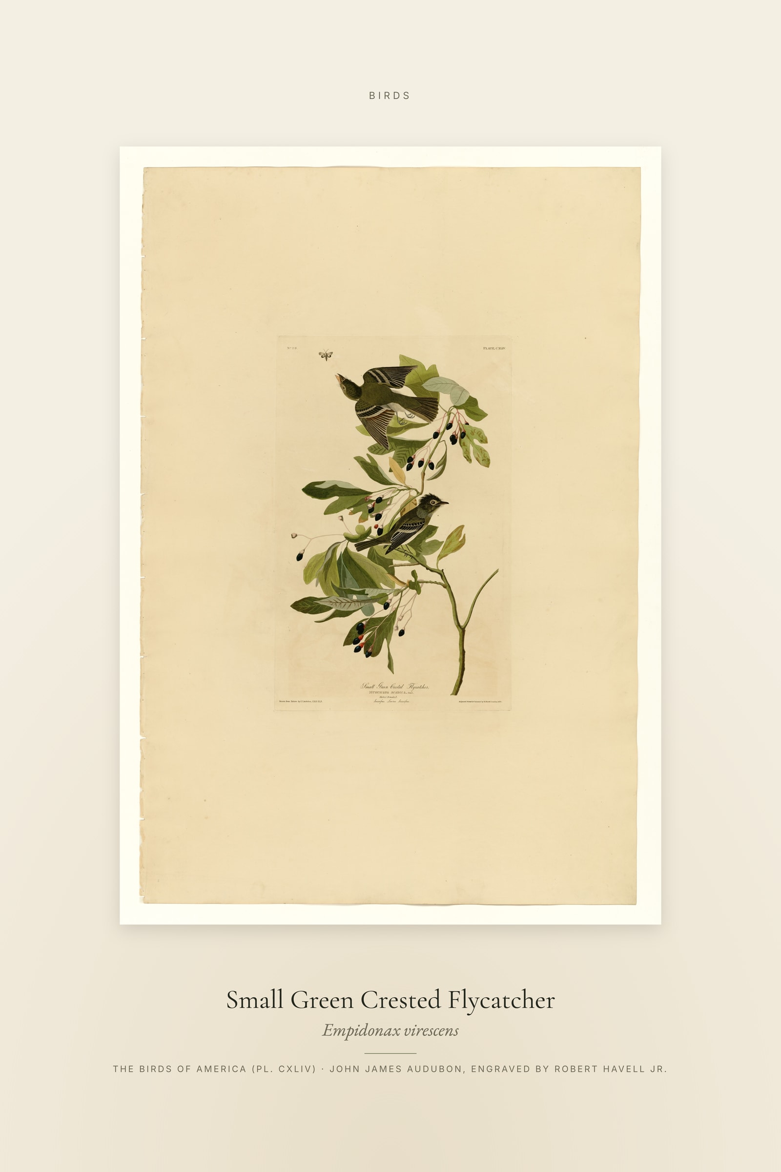 Small Green Crested Flycatcher — Specimen