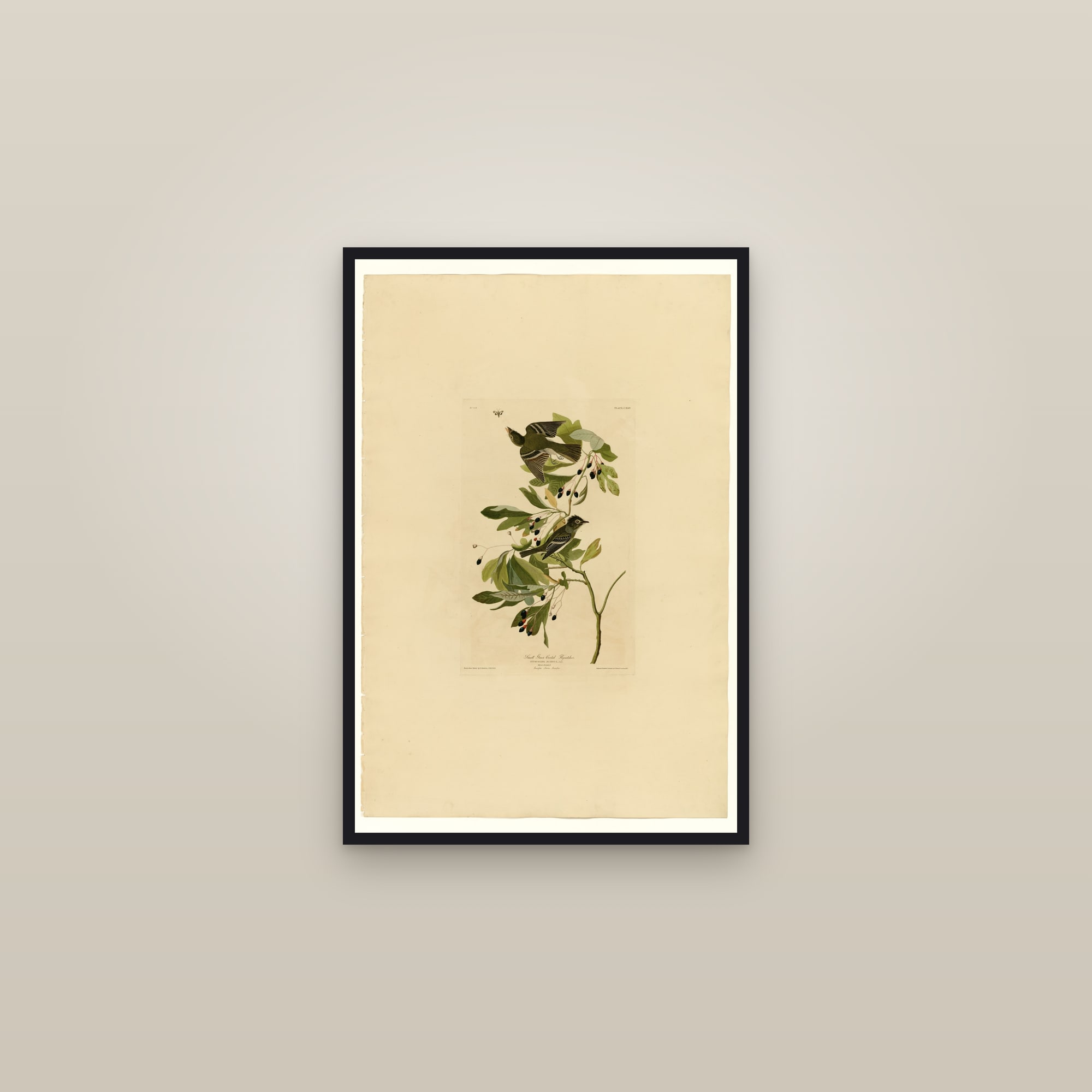 Small Green Crested Flycatcher — framed in a gallery setting