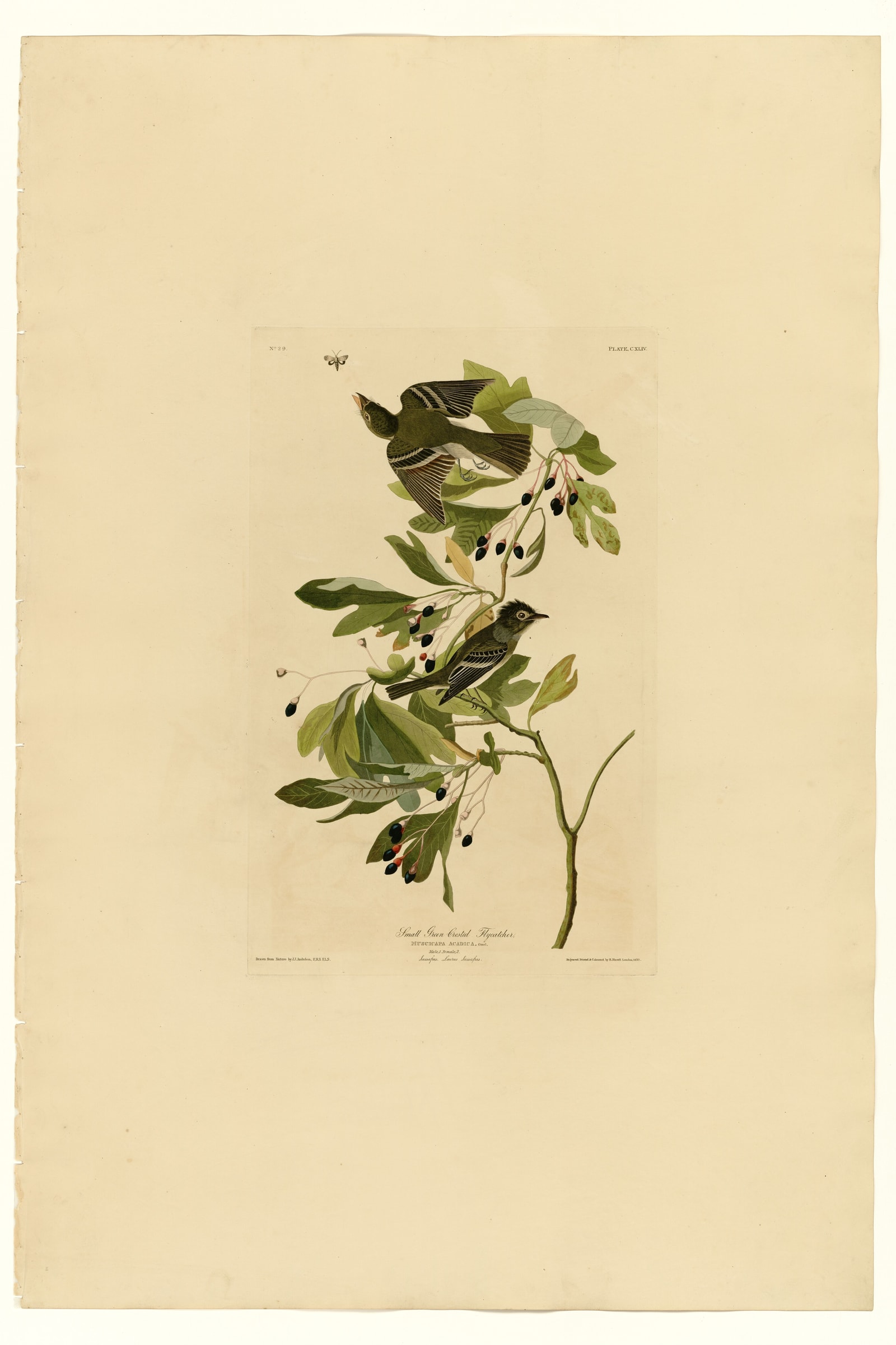 Small Green Crested Flycatcher