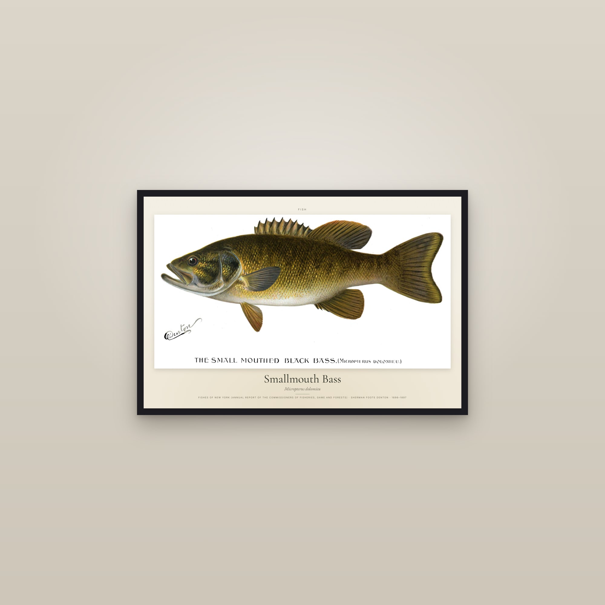 Smallmouth Bass — framed in a gallery setting