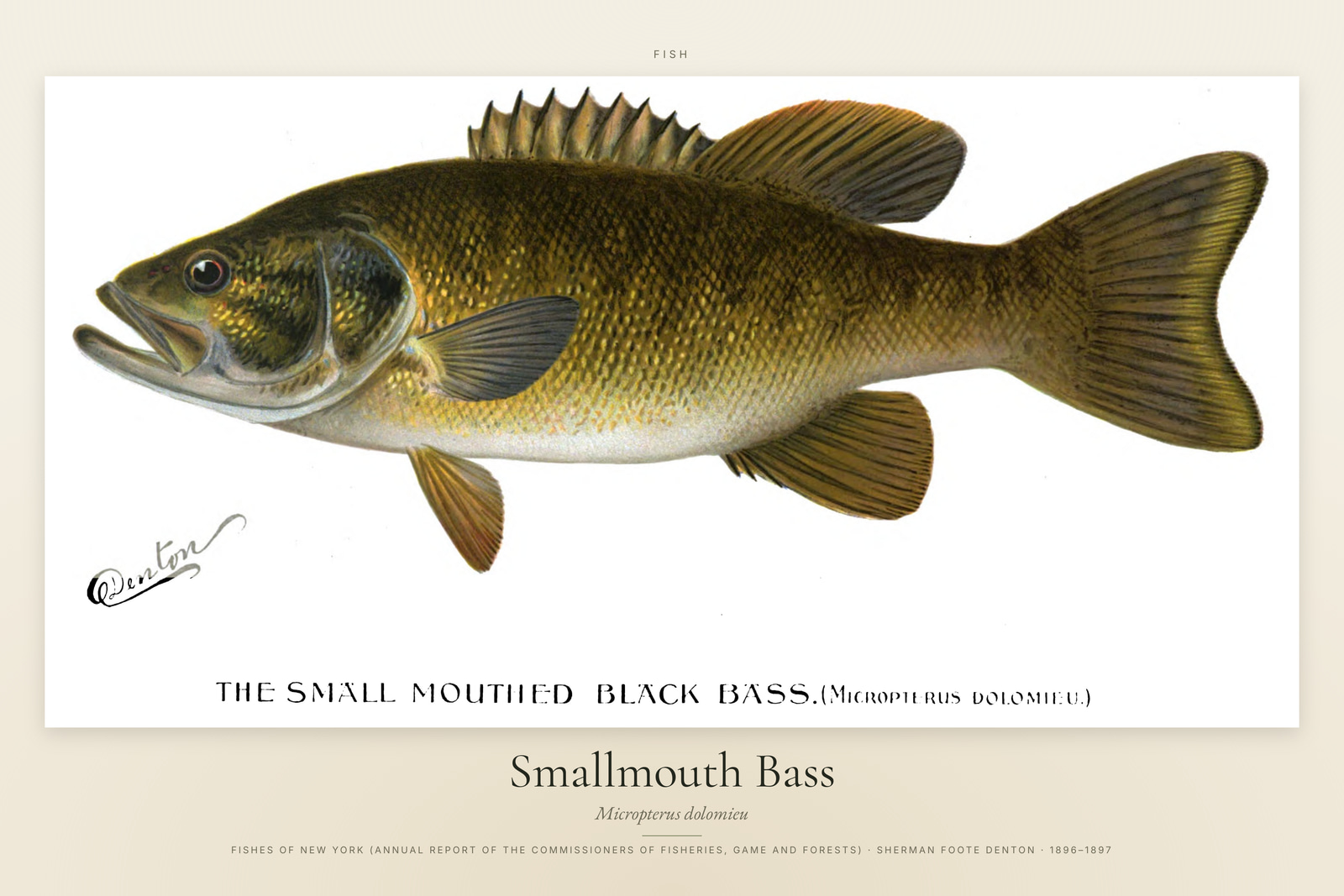 Smallmouth Bass