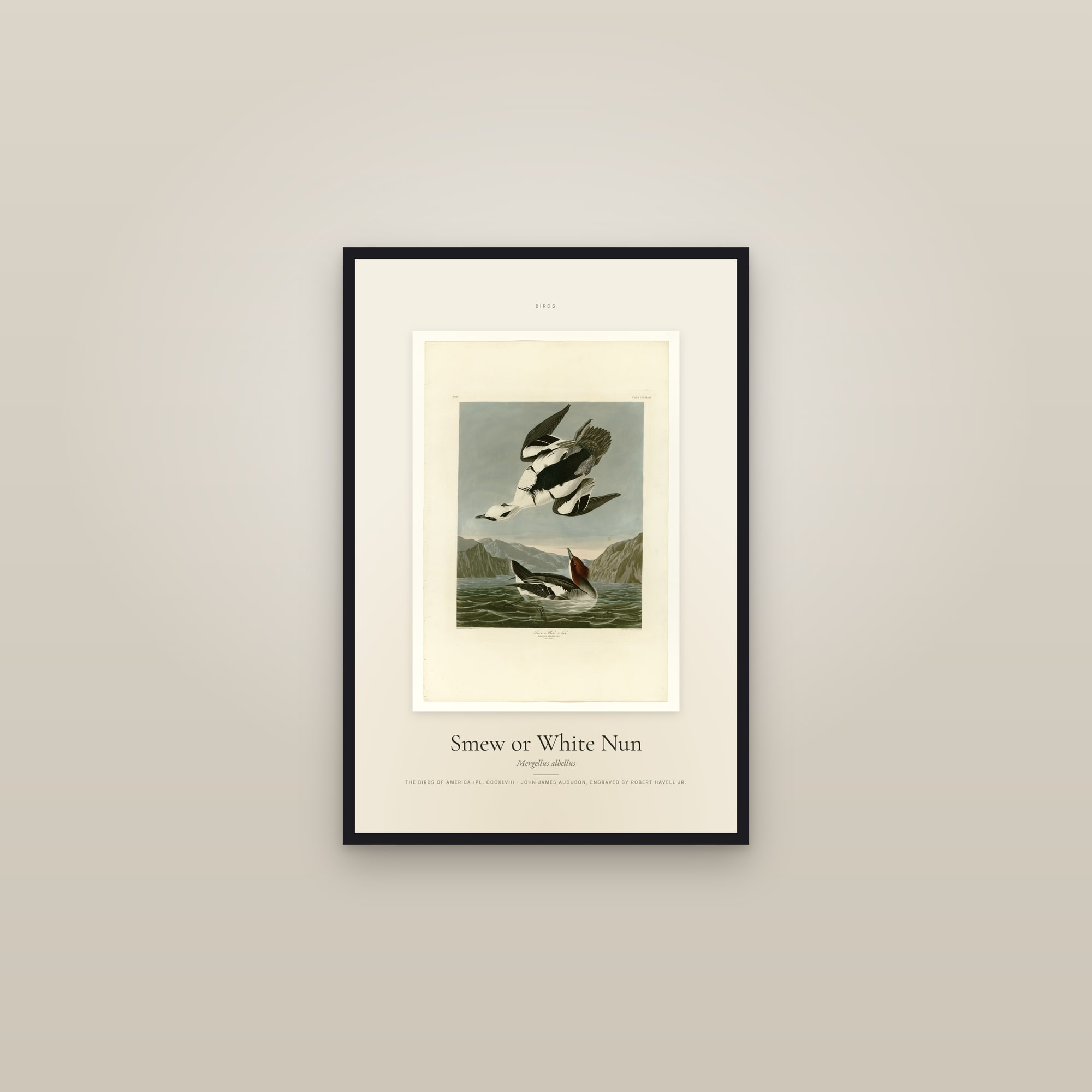Smew or White Nun — Specimen — framed in a gallery setting