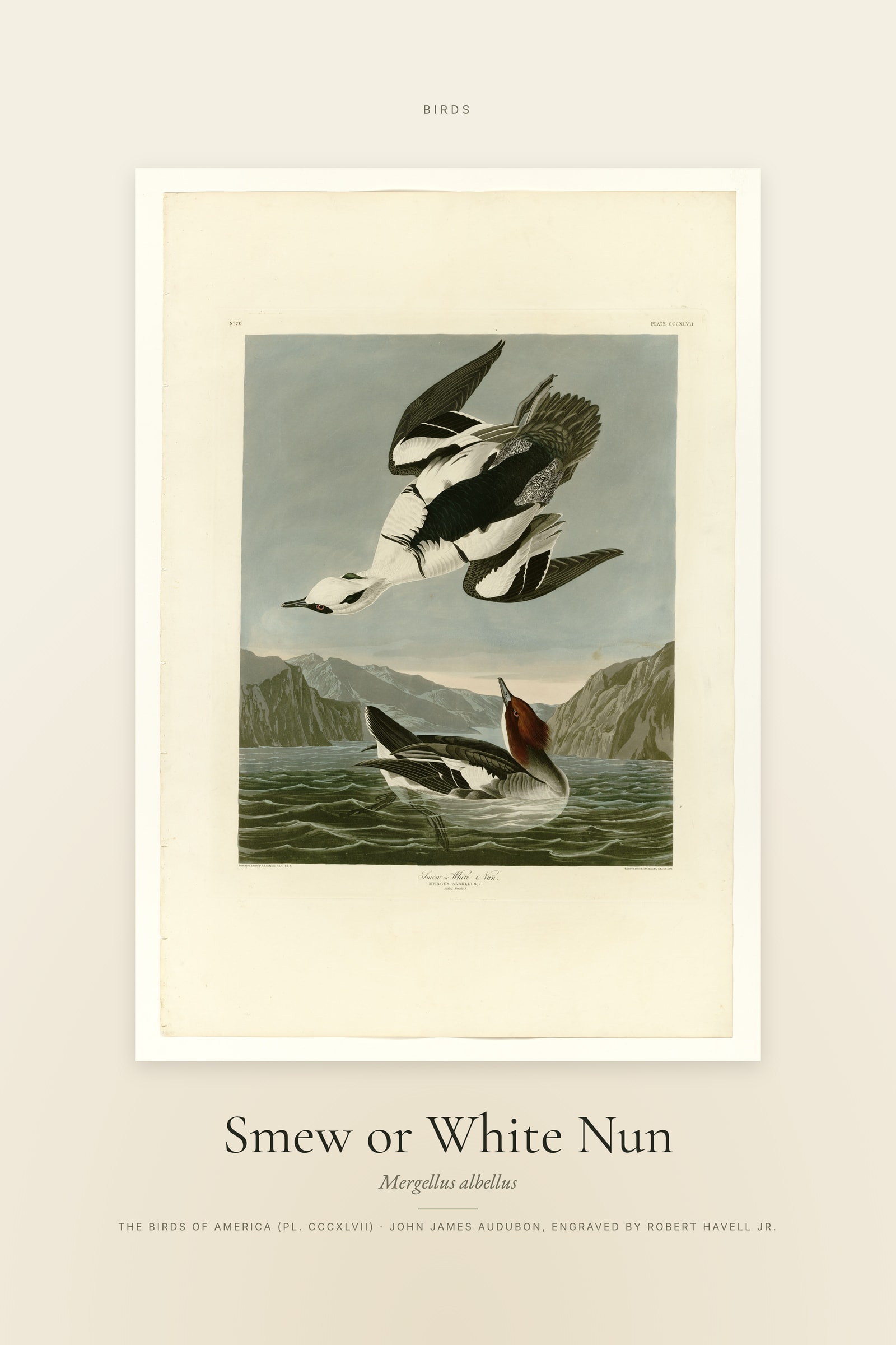 Smew or White Nun — Specimen