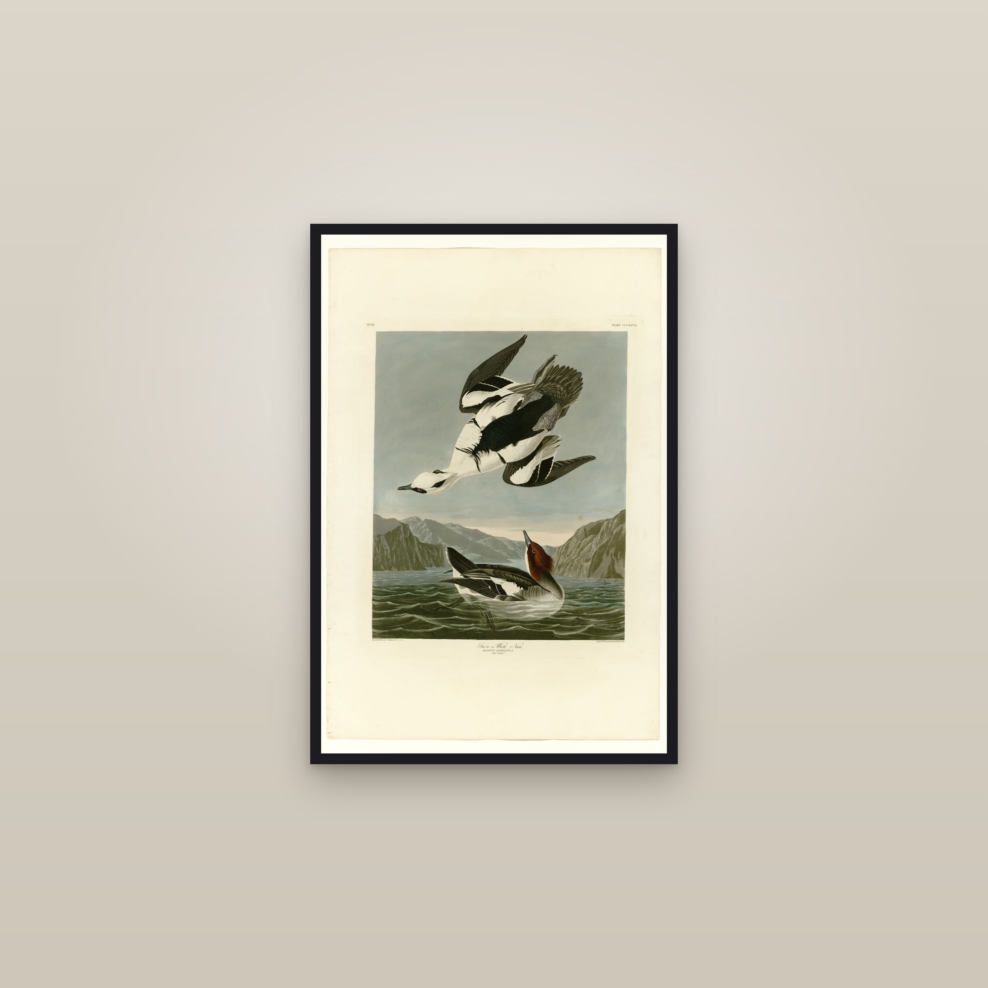 Smew or White Nun — framed in a gallery setting
