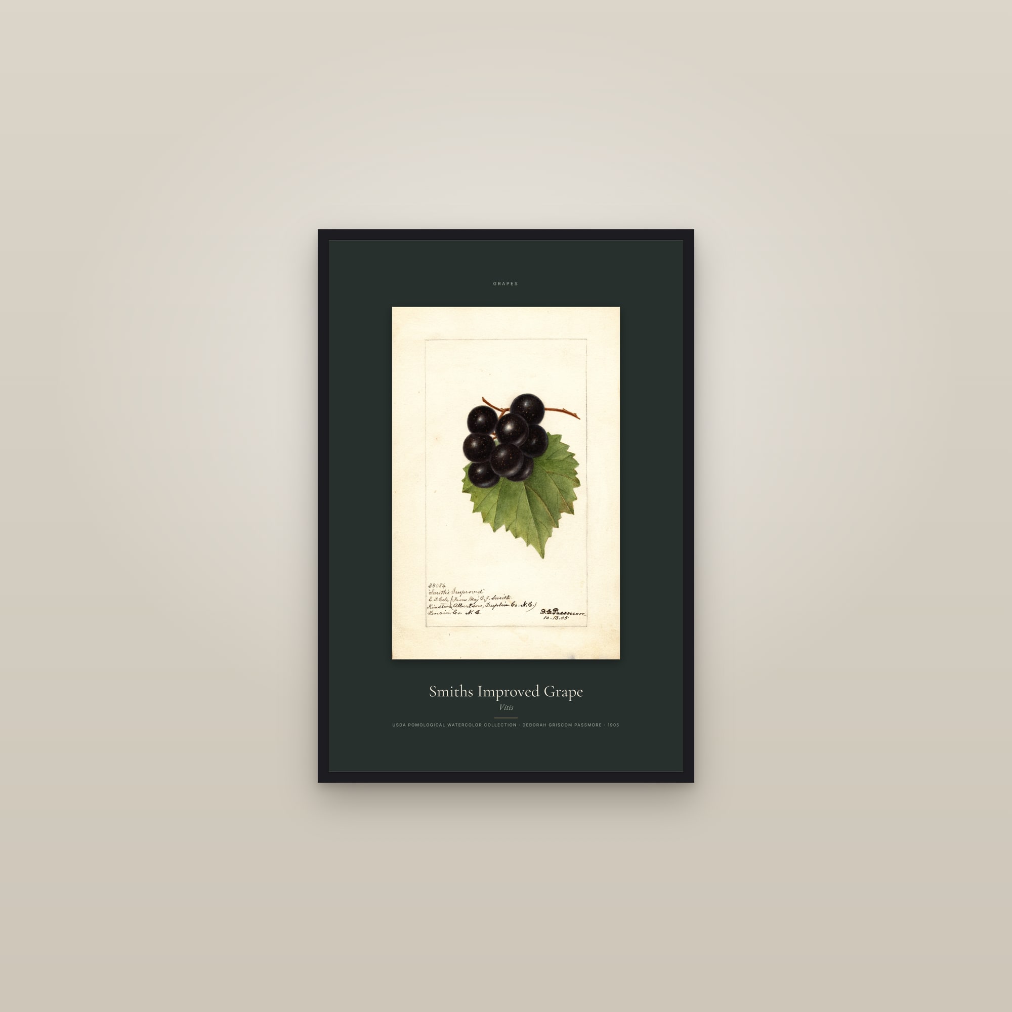 Smiths Improved Grape — Specimen — framed in a gallery setting