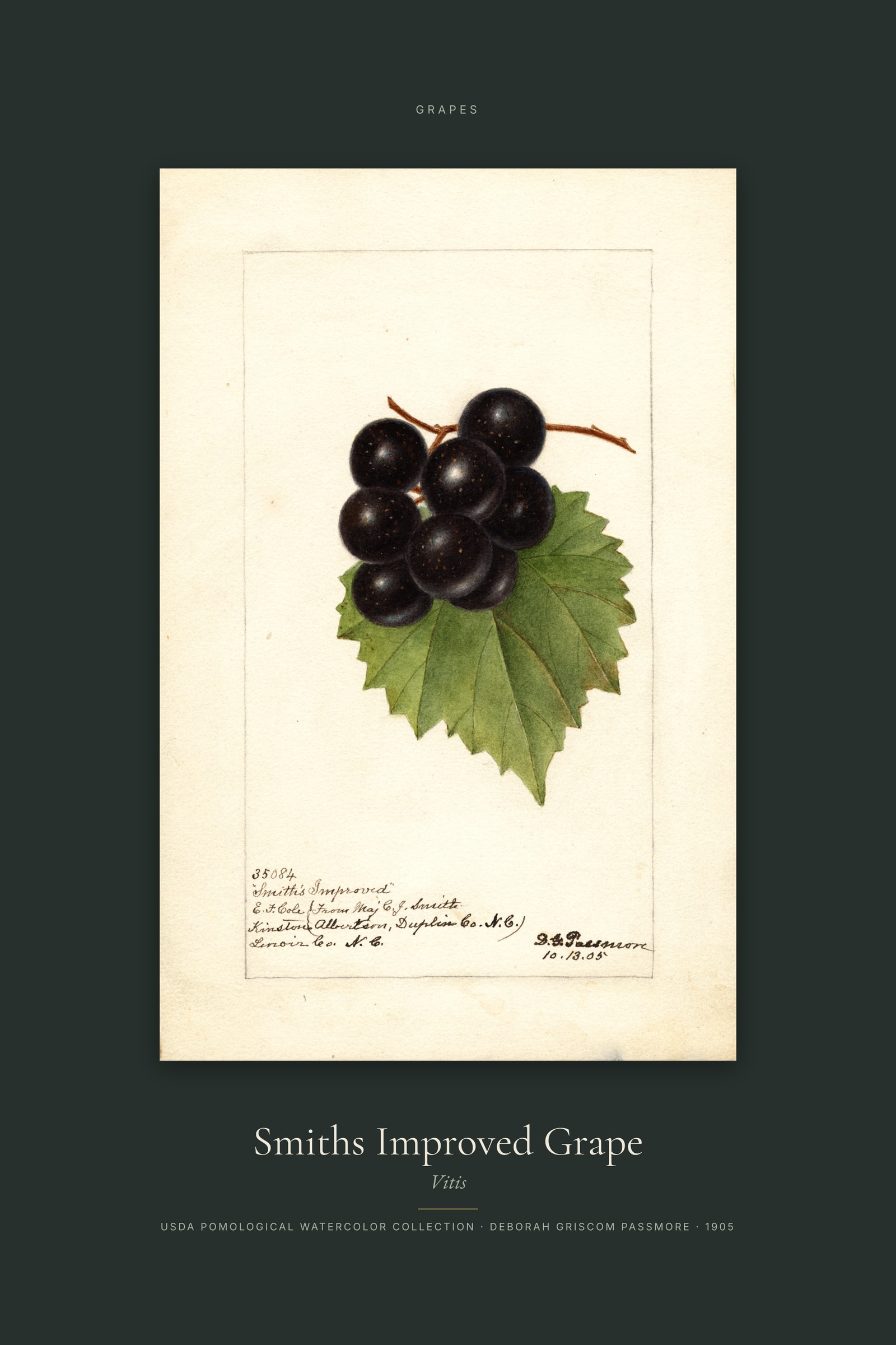 Smiths Improved Grape — Specimen