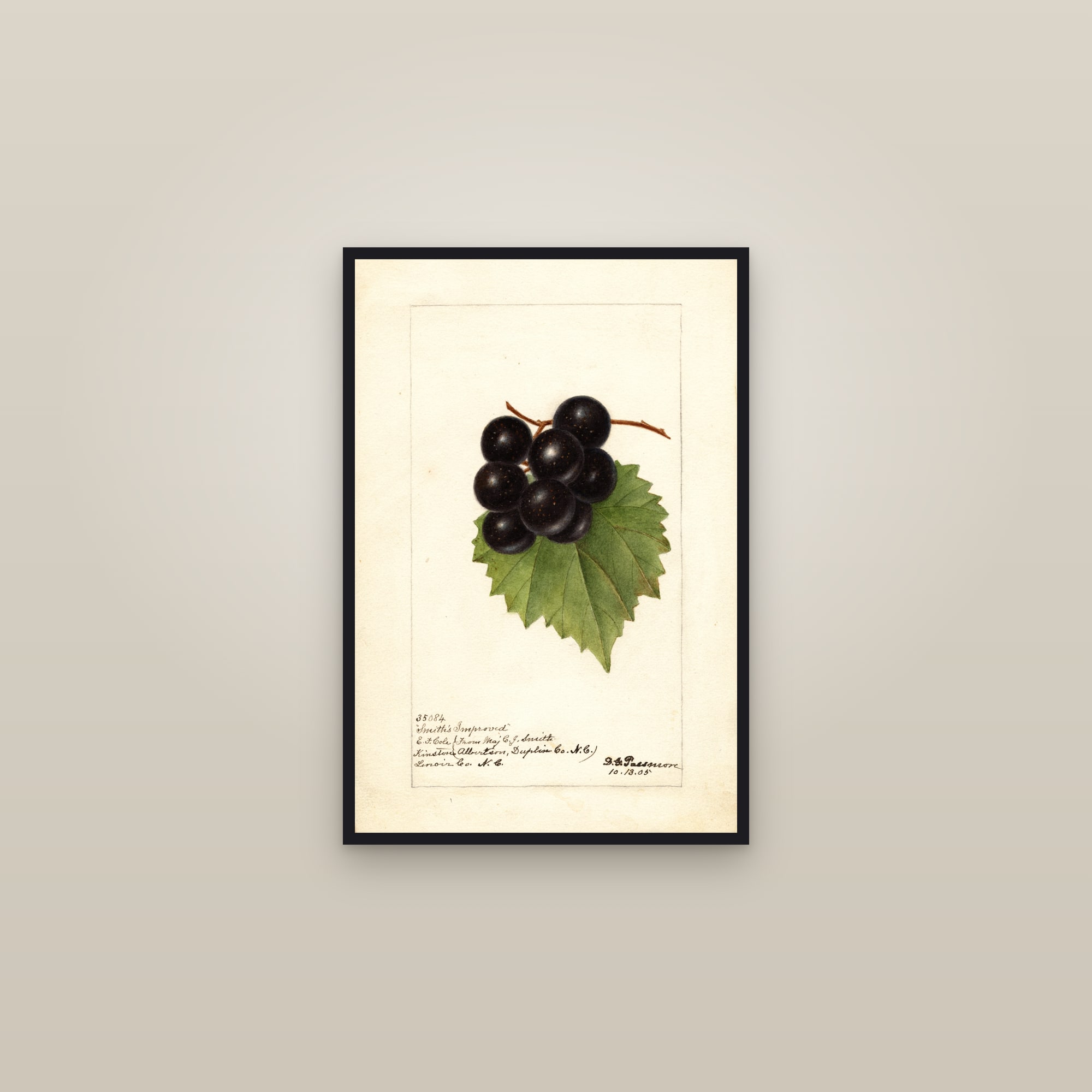 Smiths Improved Grape — framed in a gallery setting