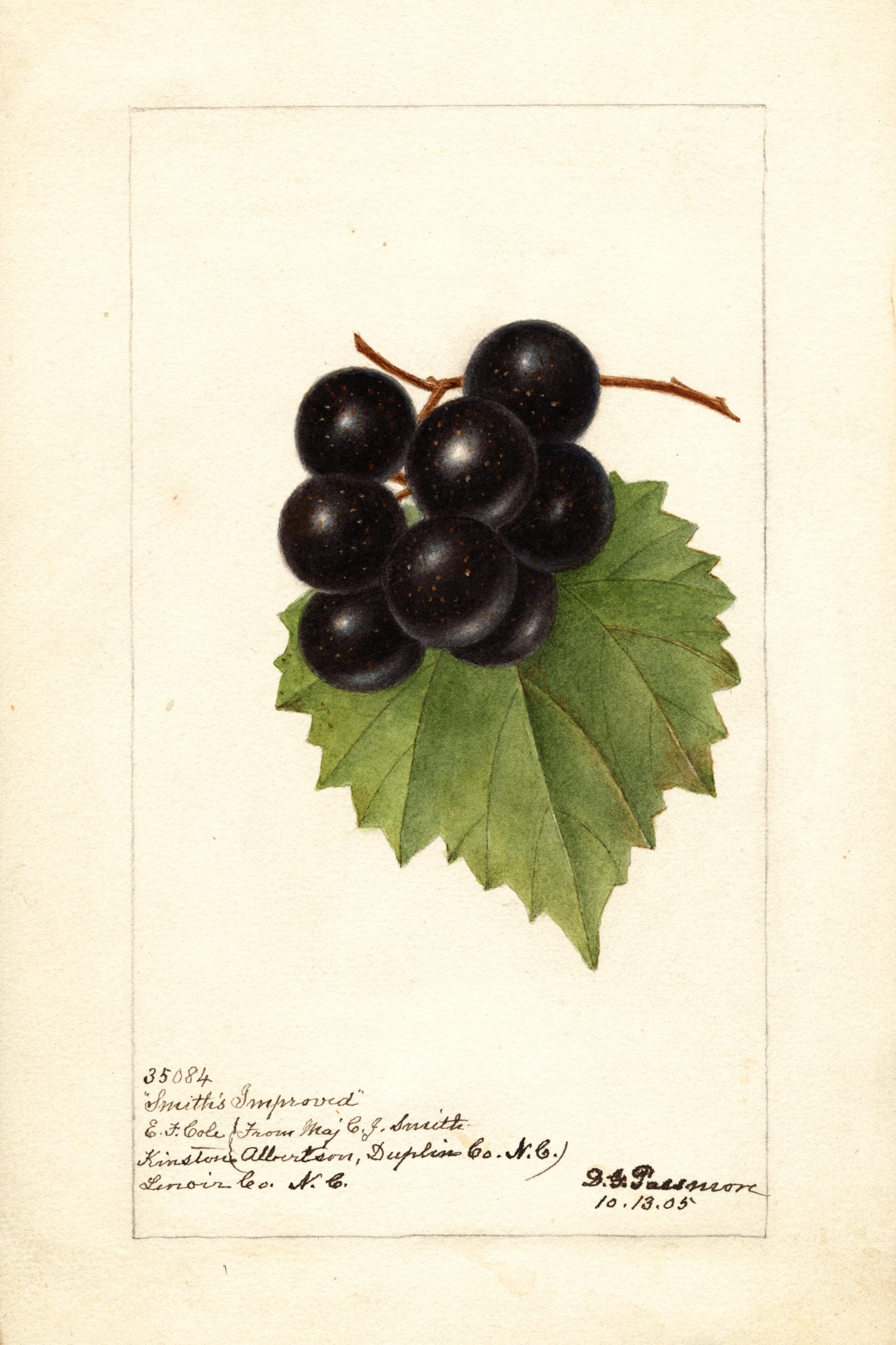 Smiths Improved Grape
