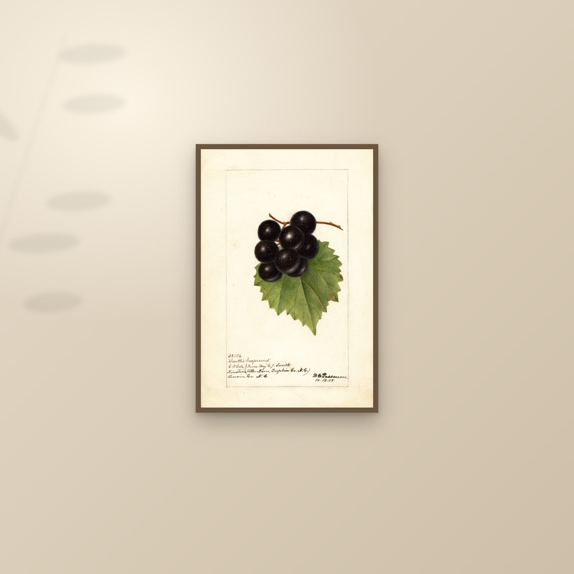 Smiths Improved Grape — framed and styled on a sunlit wall