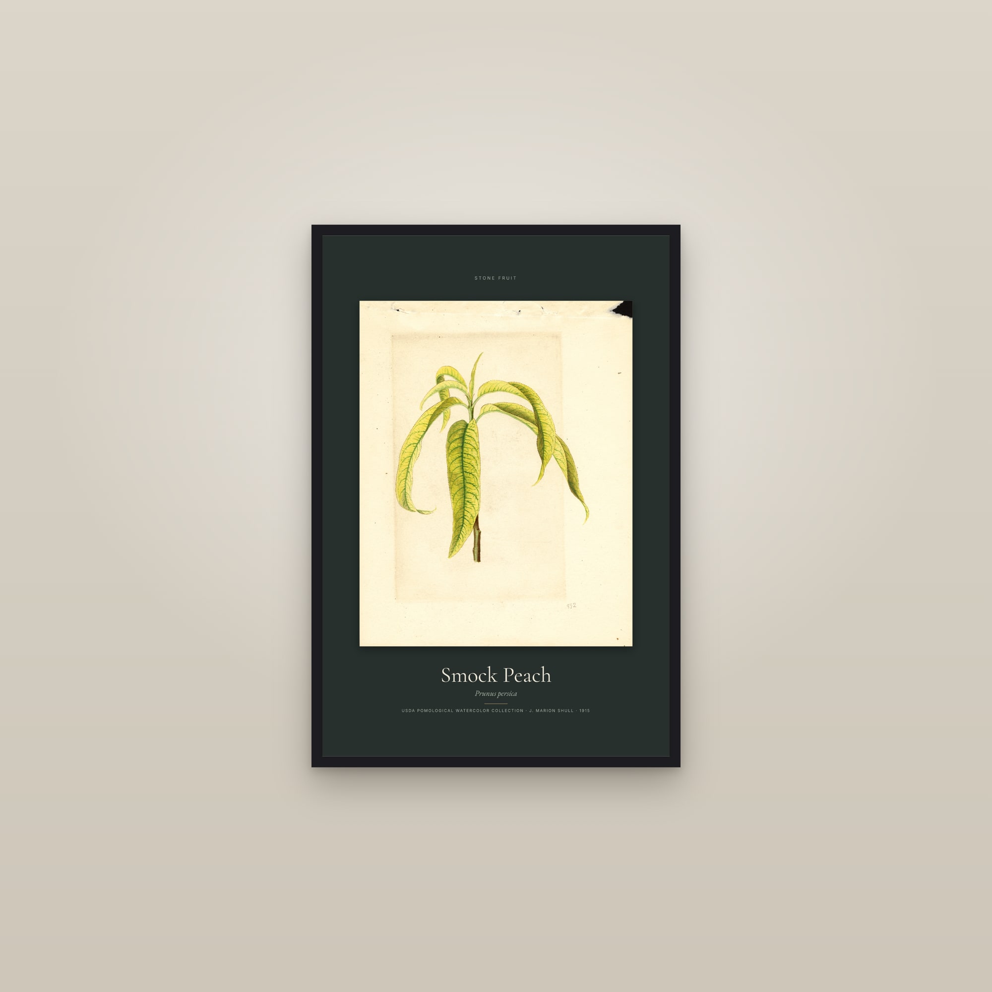Smock Peach — Specimen — framed in a gallery setting