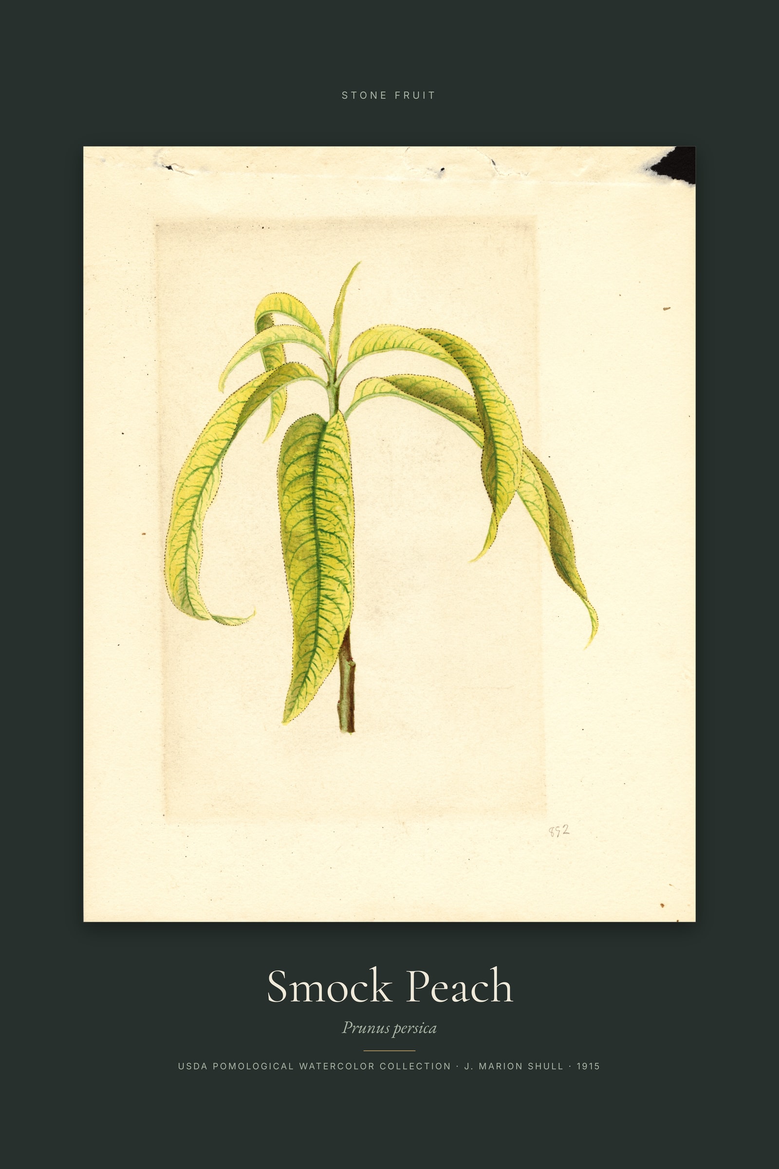 Smock Peach — Specimen