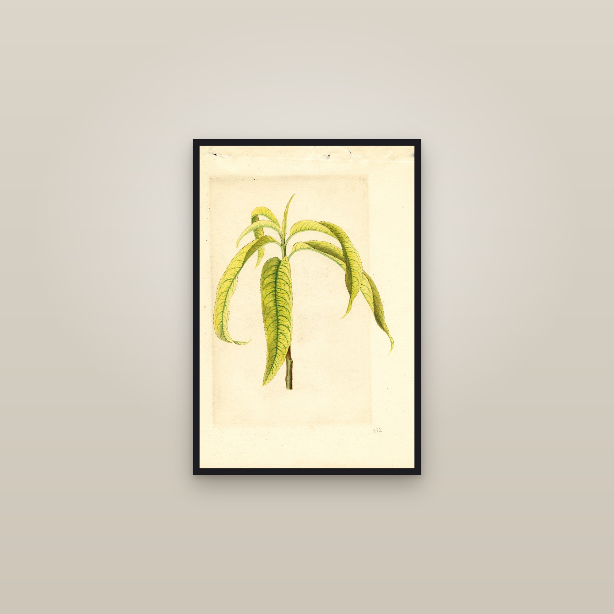 Smock Peach — framed in a gallery setting