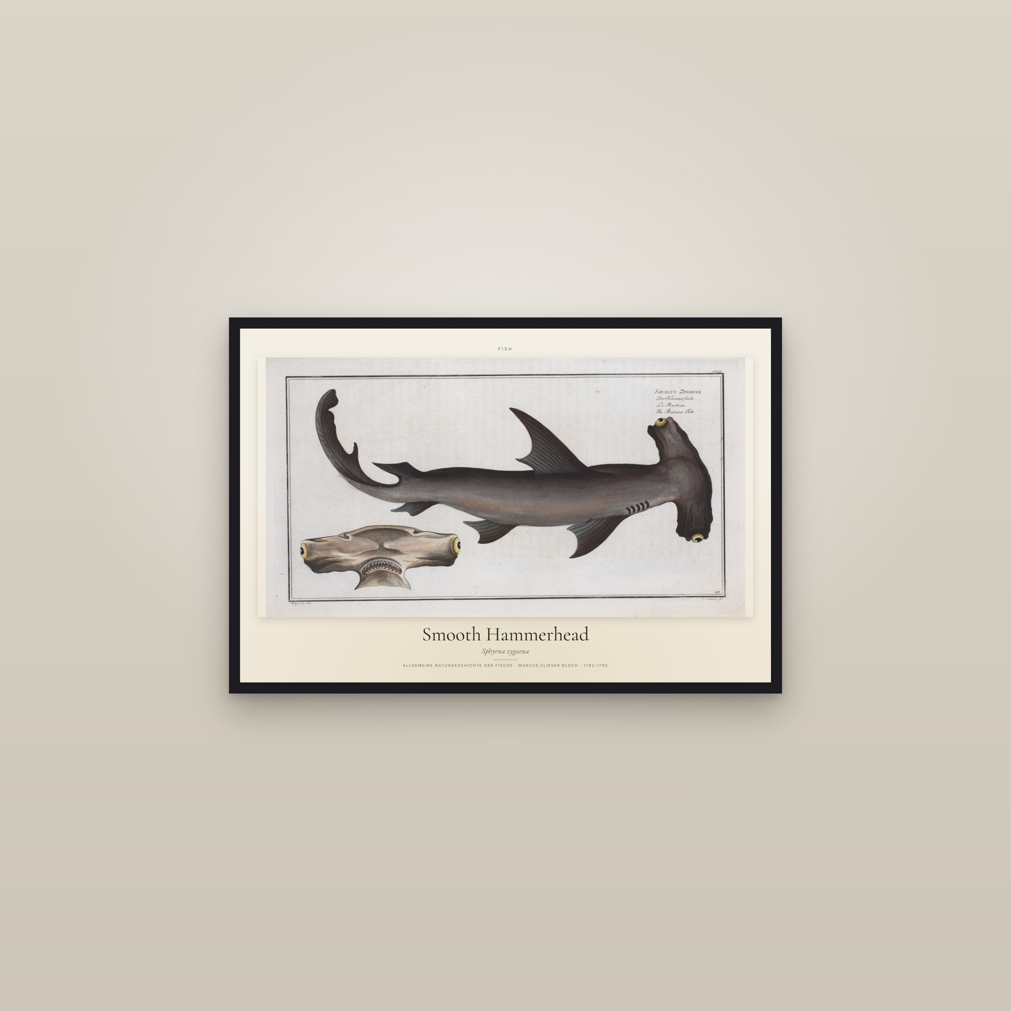 Smooth Hammerhead — framed in a gallery setting