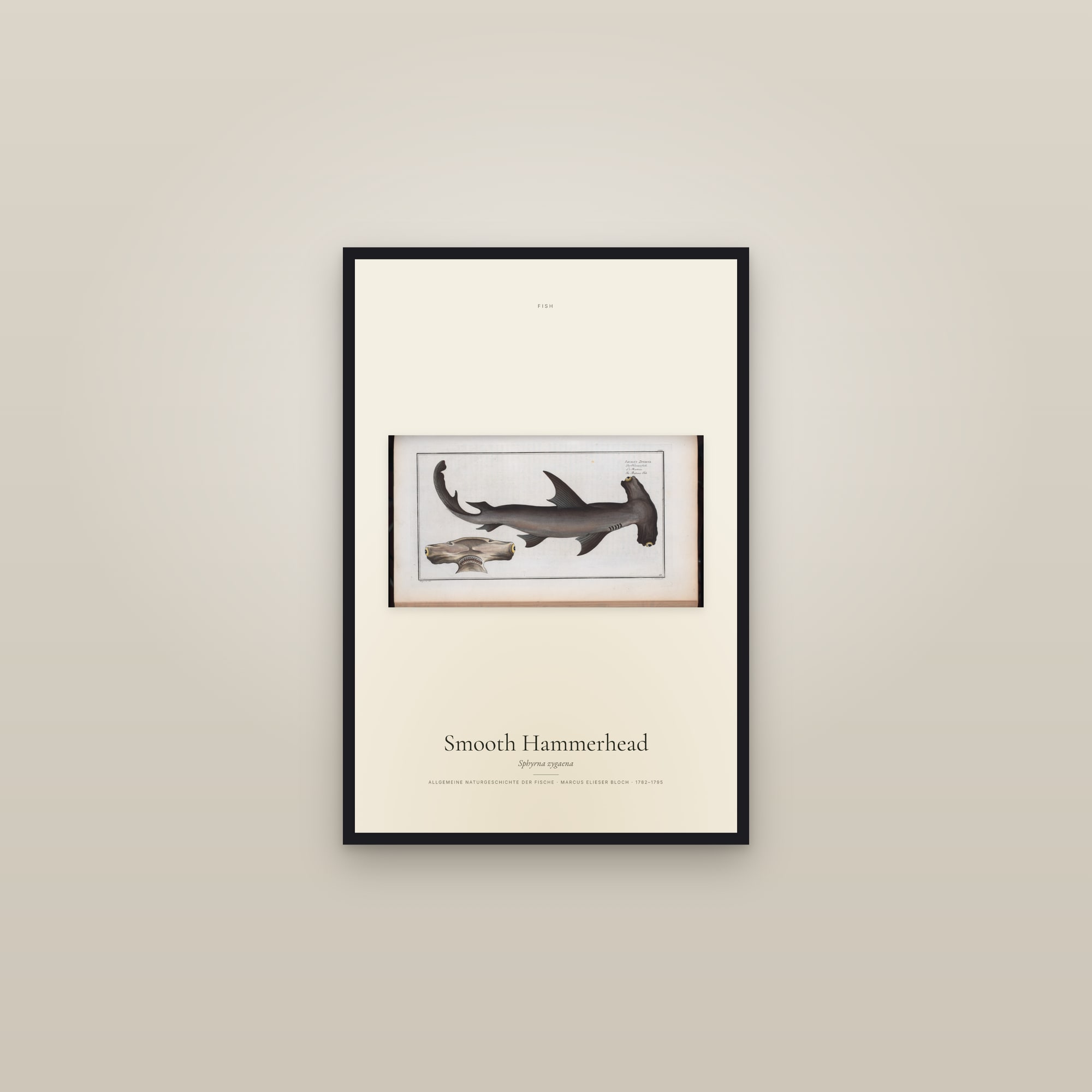 Smooth Hammerhead