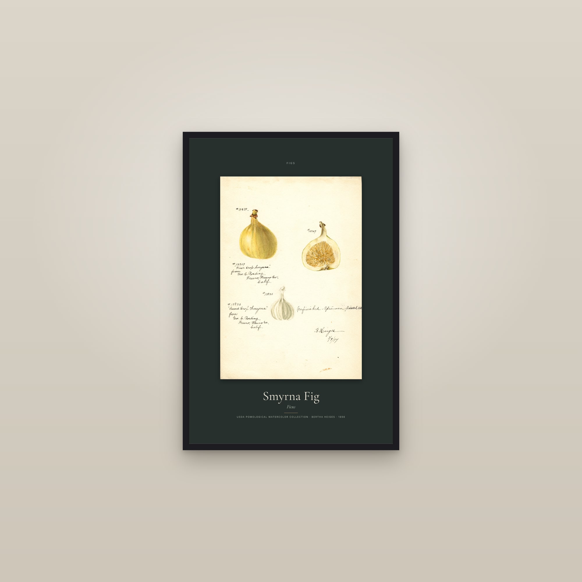Smyrna Fig — Specimen — framed in a gallery setting