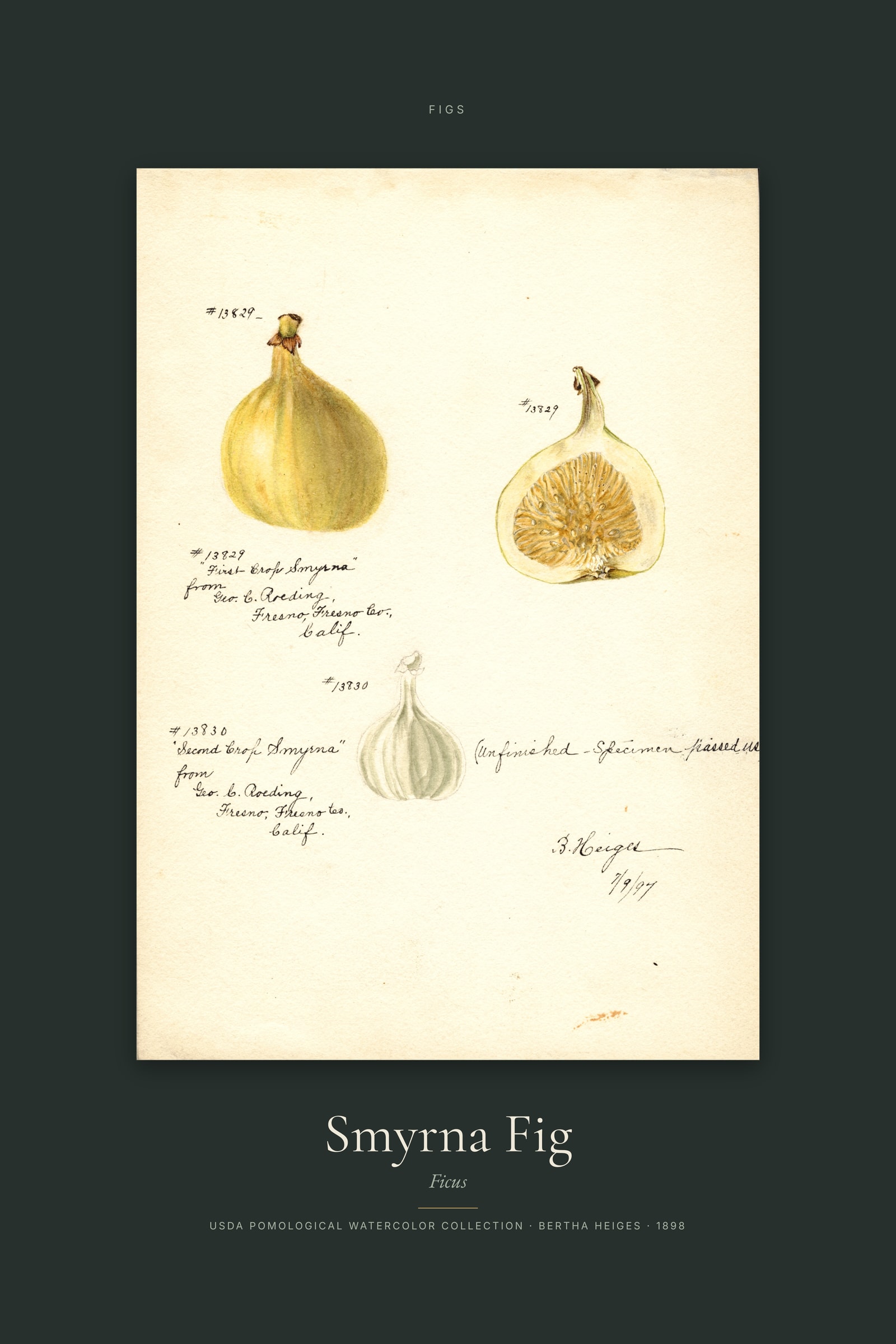 Smyrna Fig — Specimen