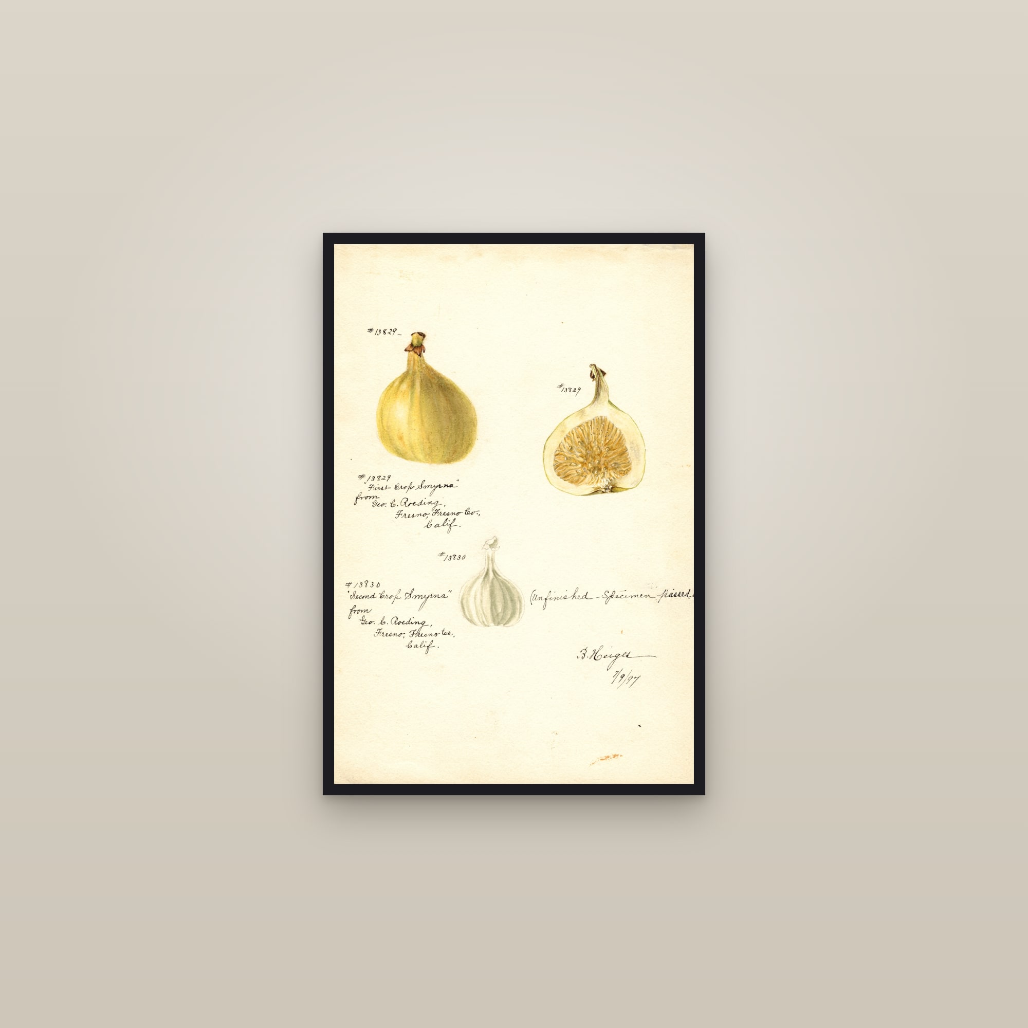 Smyrna Fig — framed in a gallery setting