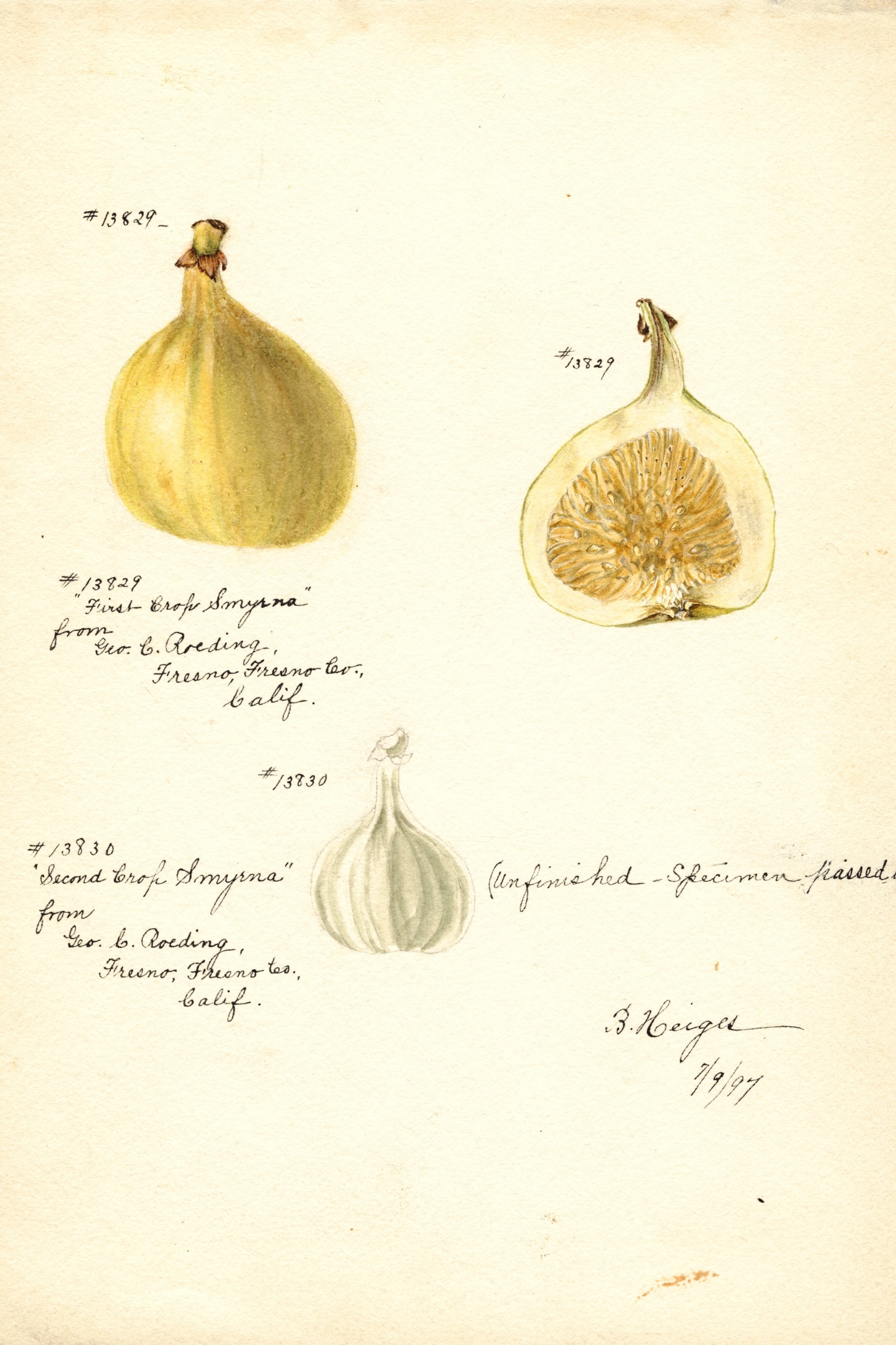 Smyrna Fig