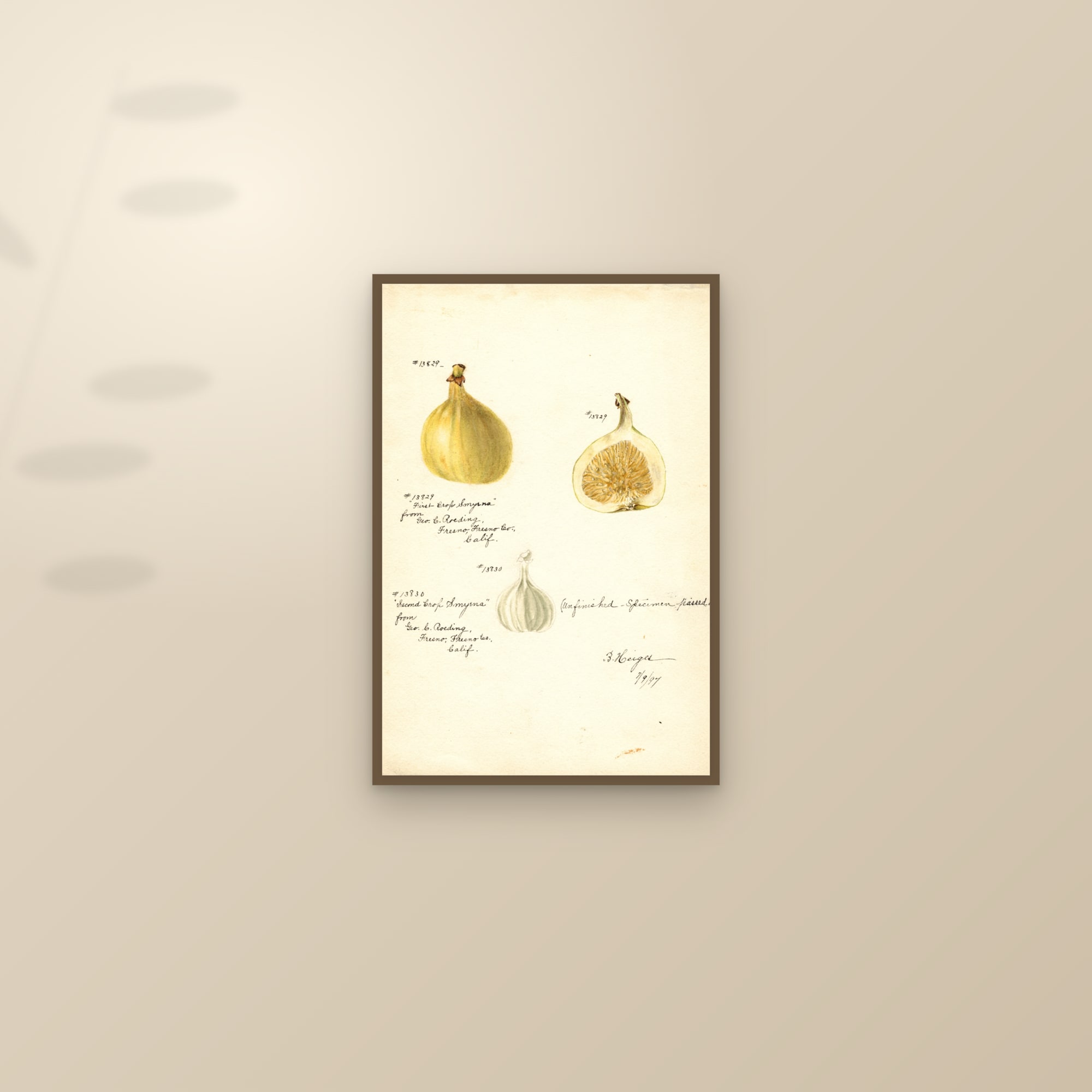Smyrna Fig — framed and styled on a sunlit wall