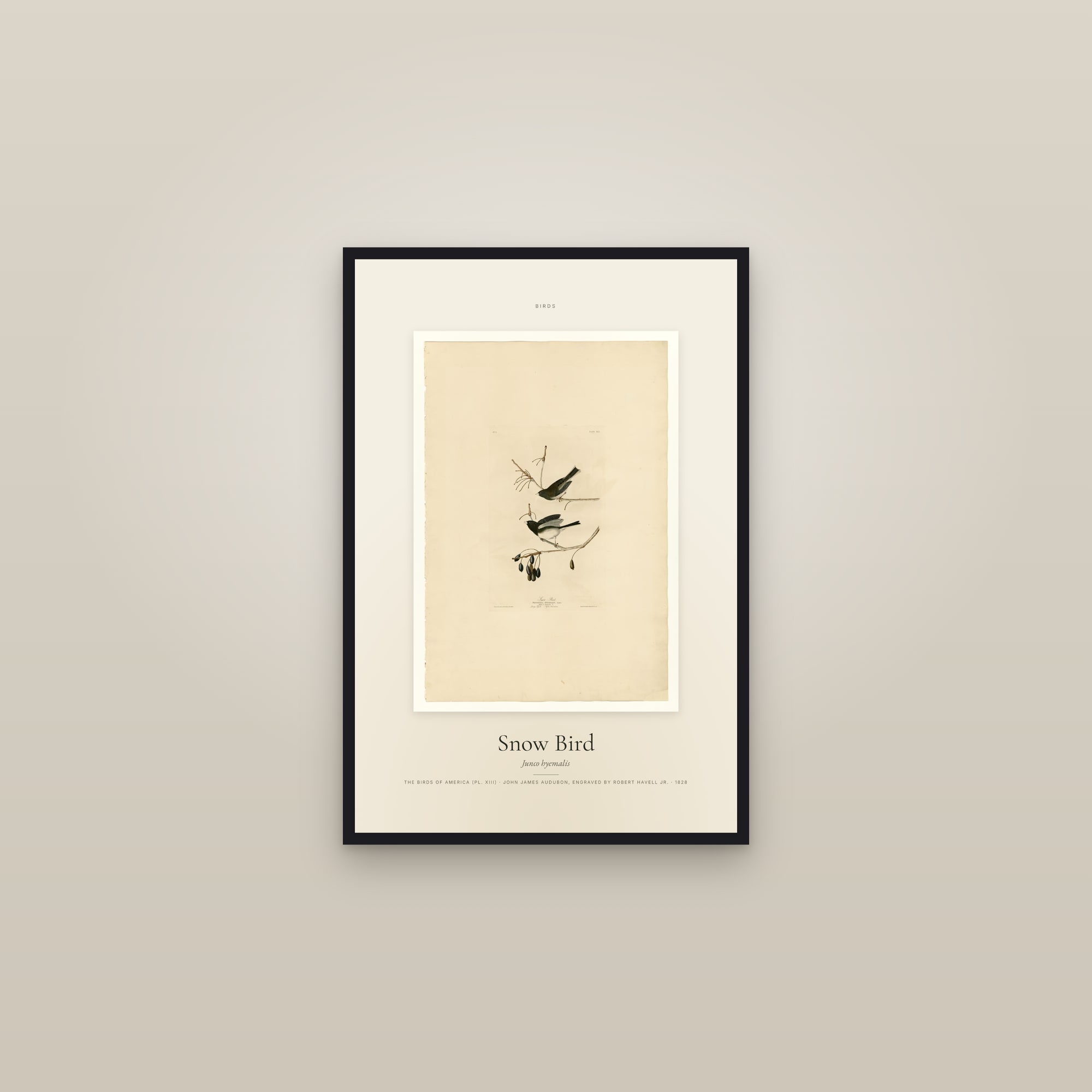 Snow Bird — Specimen — framed in a gallery setting